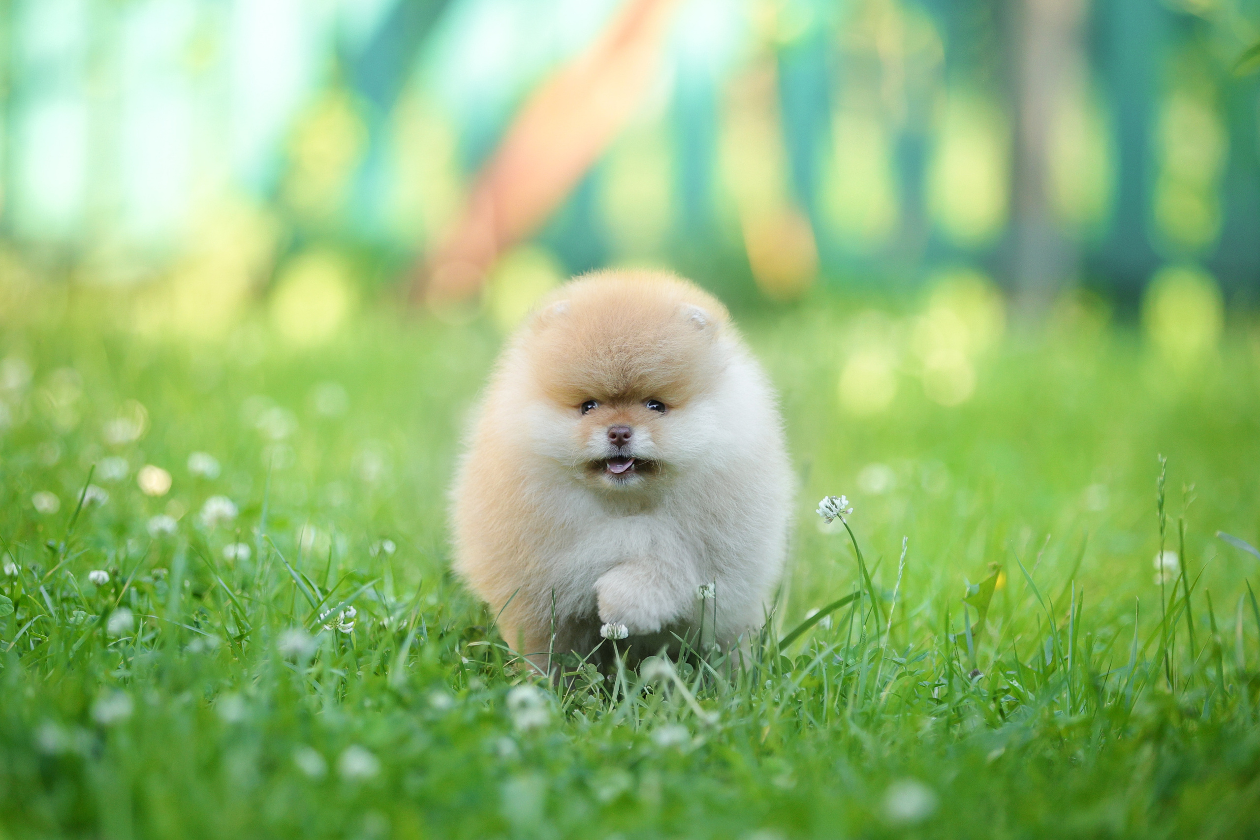 История Натальи. Семейный фотограф-анималист Ирина Андреева