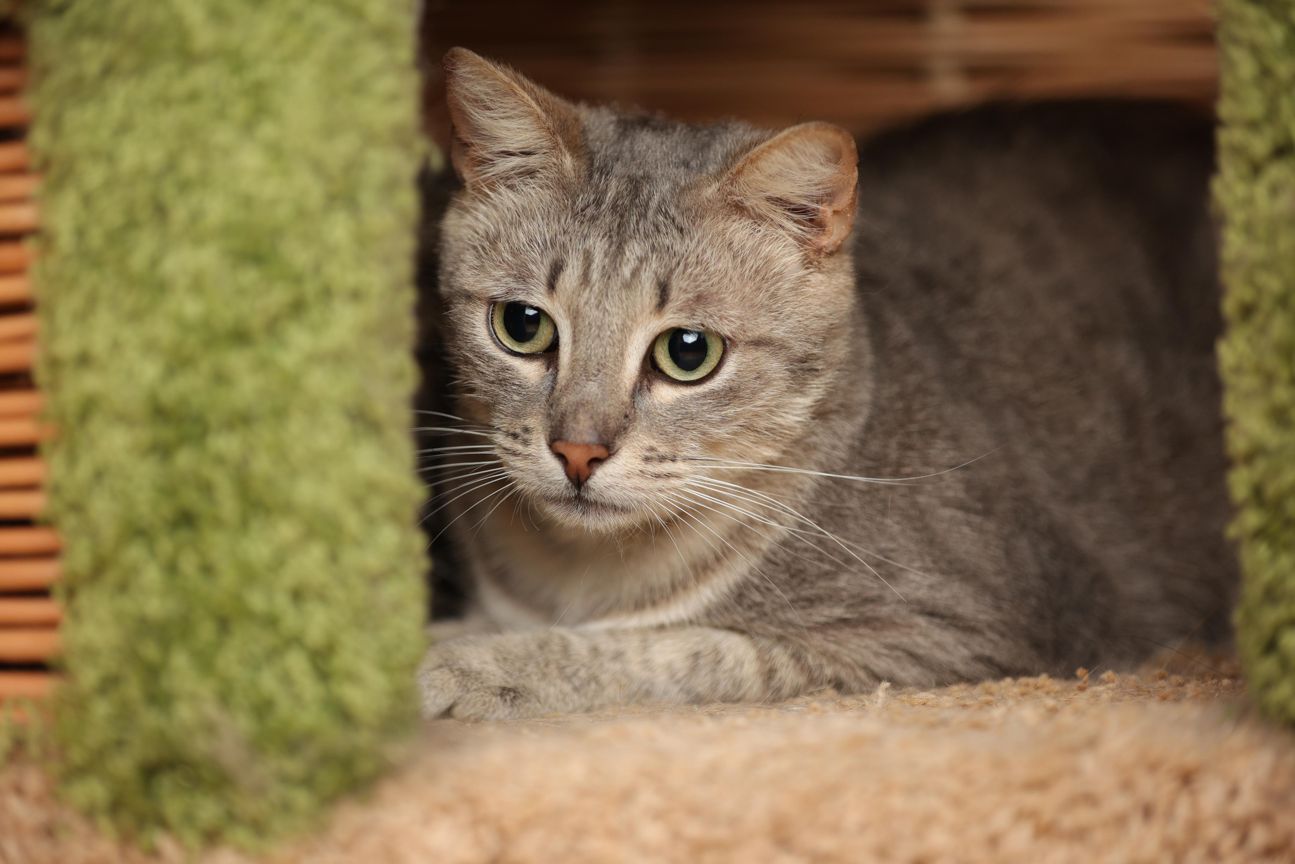 История Елены 1. Семейный фотограф-анималист Ирина Андреева