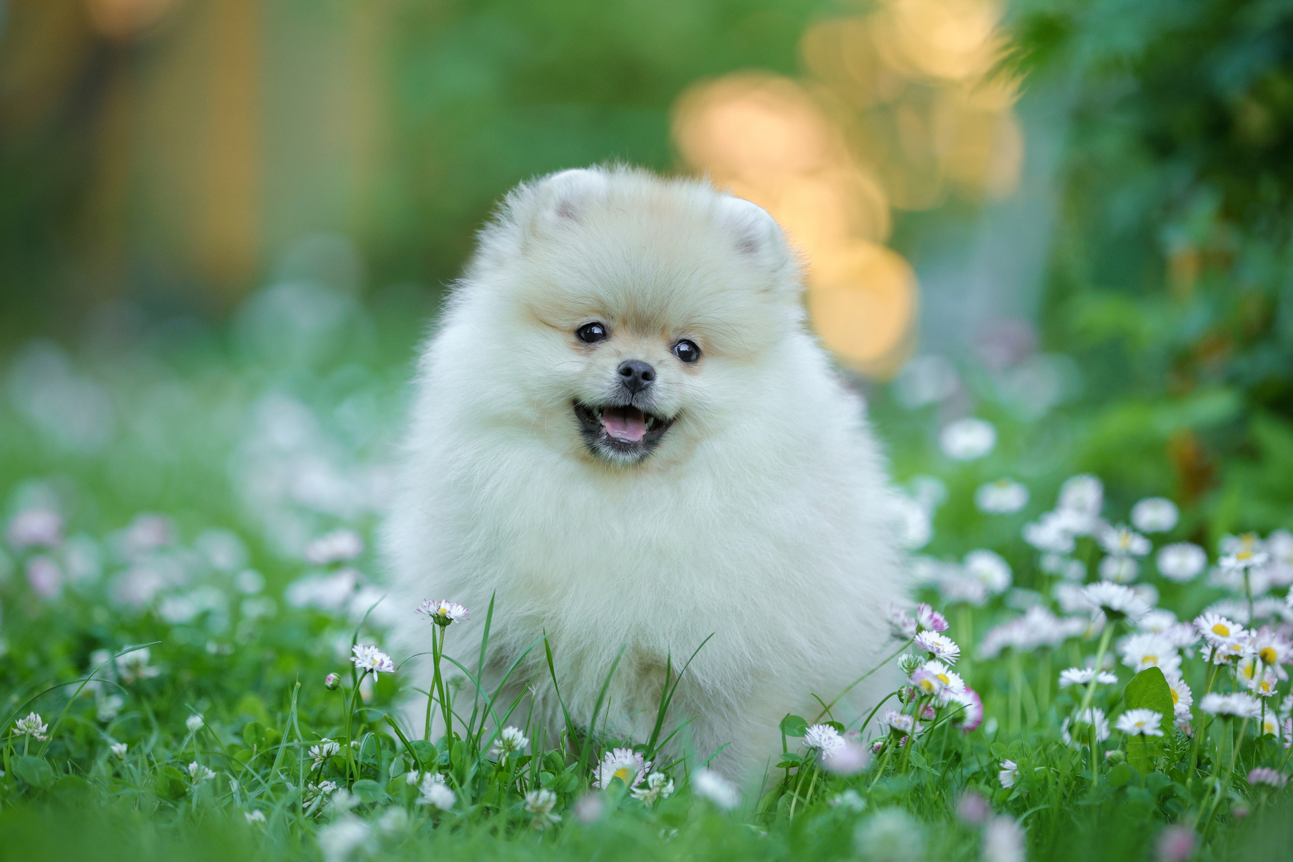 Портретные фотографии. Семейный фотограф-анималист Ирина Андреева