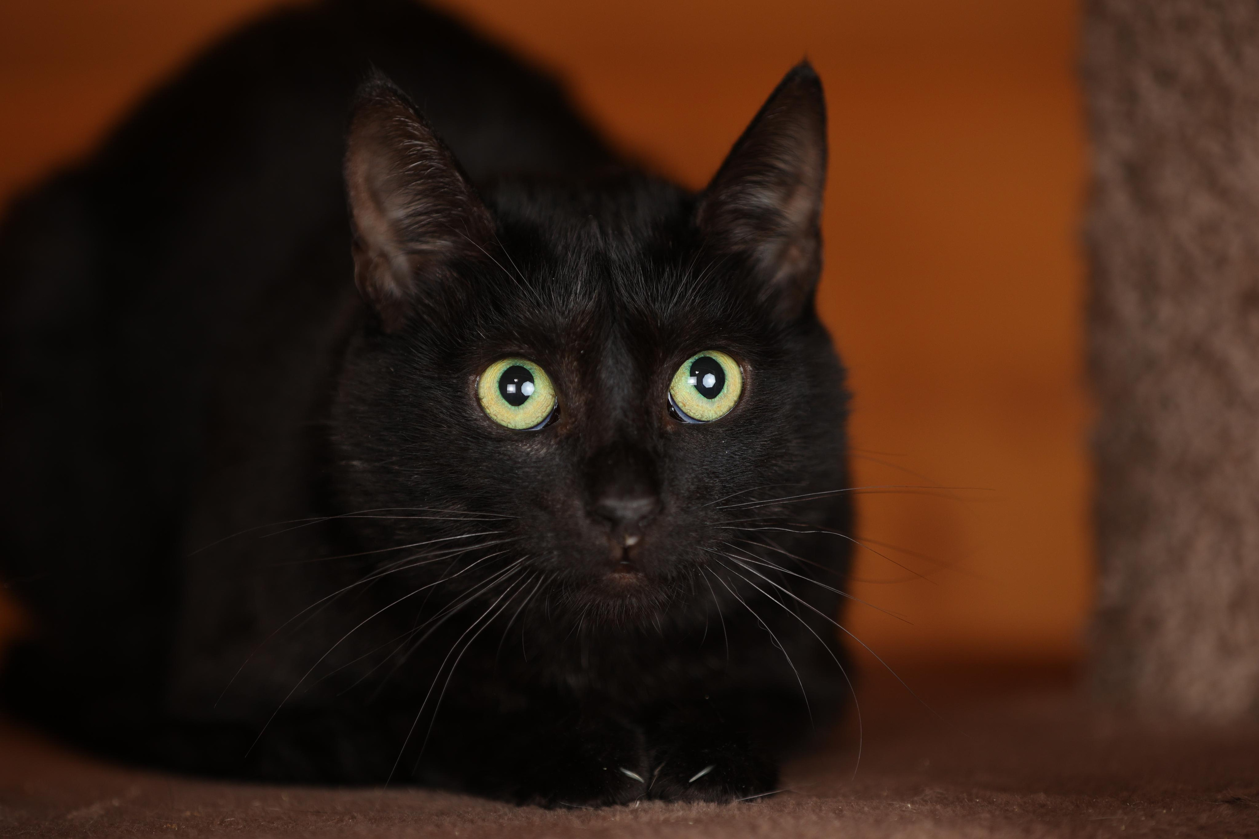 История Елены 1. Семейный фотограф-анималист Ирина Андреева