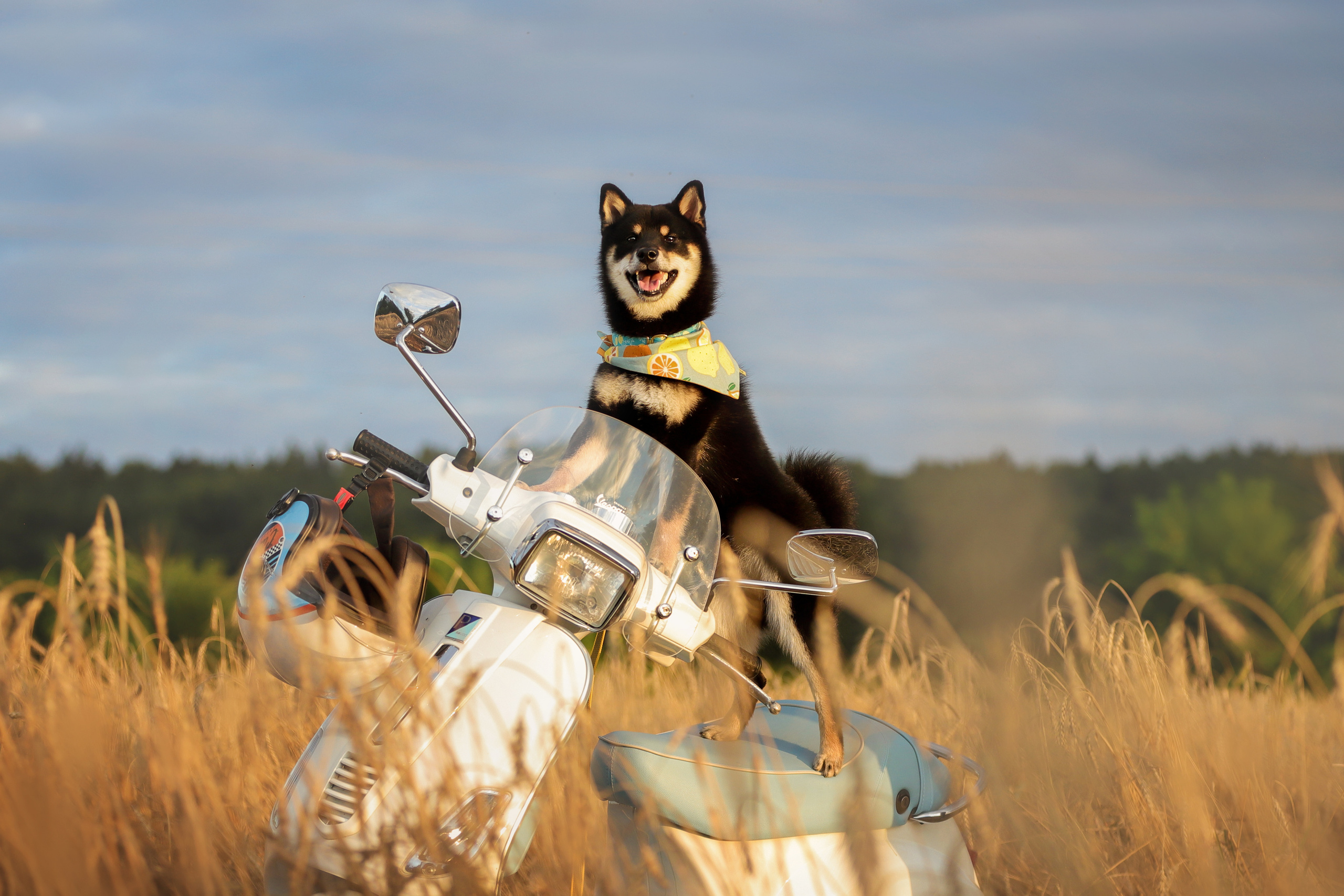 Портретные фотографии. Семейный фотограф-анималист Ирина Андреева