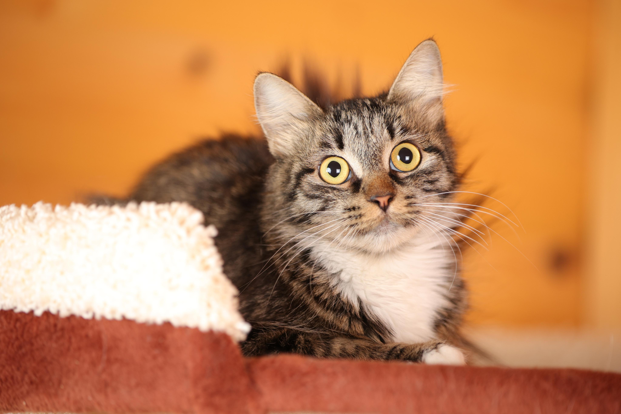 История Елены 1. Семейный фотограф-анималист Ирина Андреева