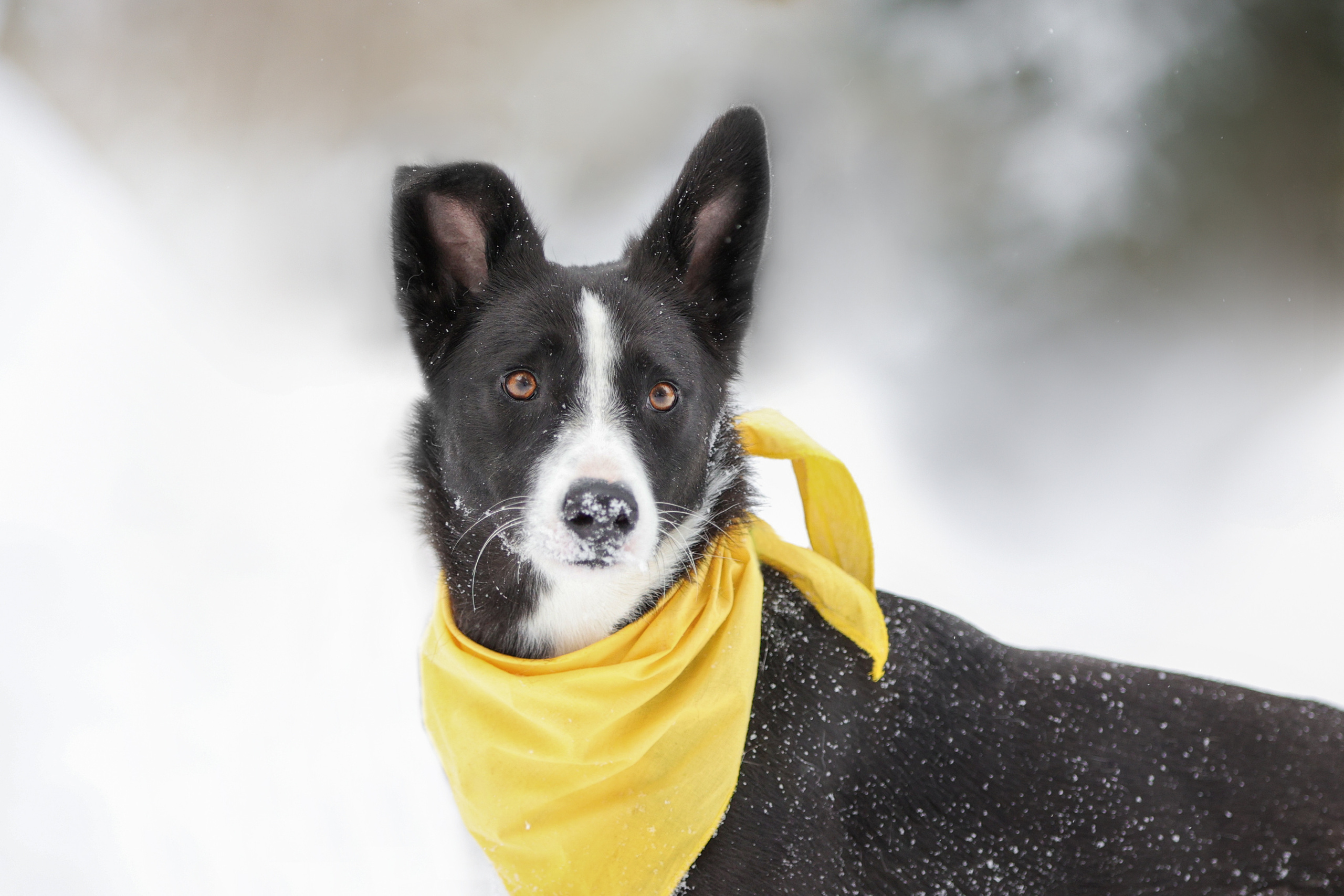 История Елены 1. Семейный фотограф-анималист Ирина Андреева