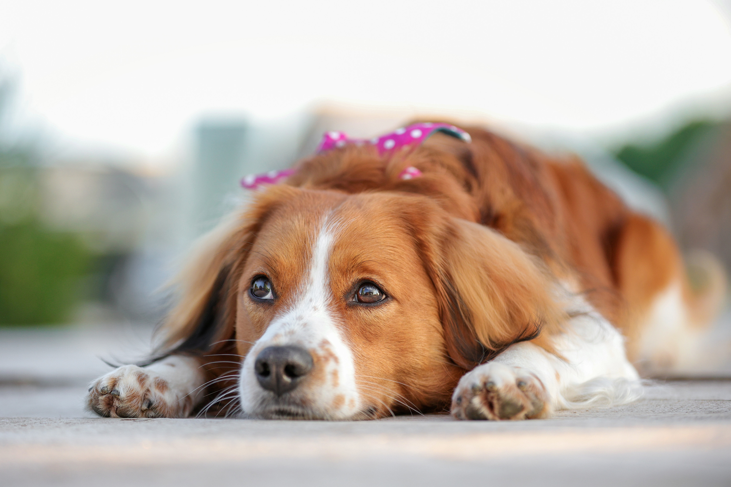 Портретные фотографии. Семейный фотограф-анималист Ирина Андреева