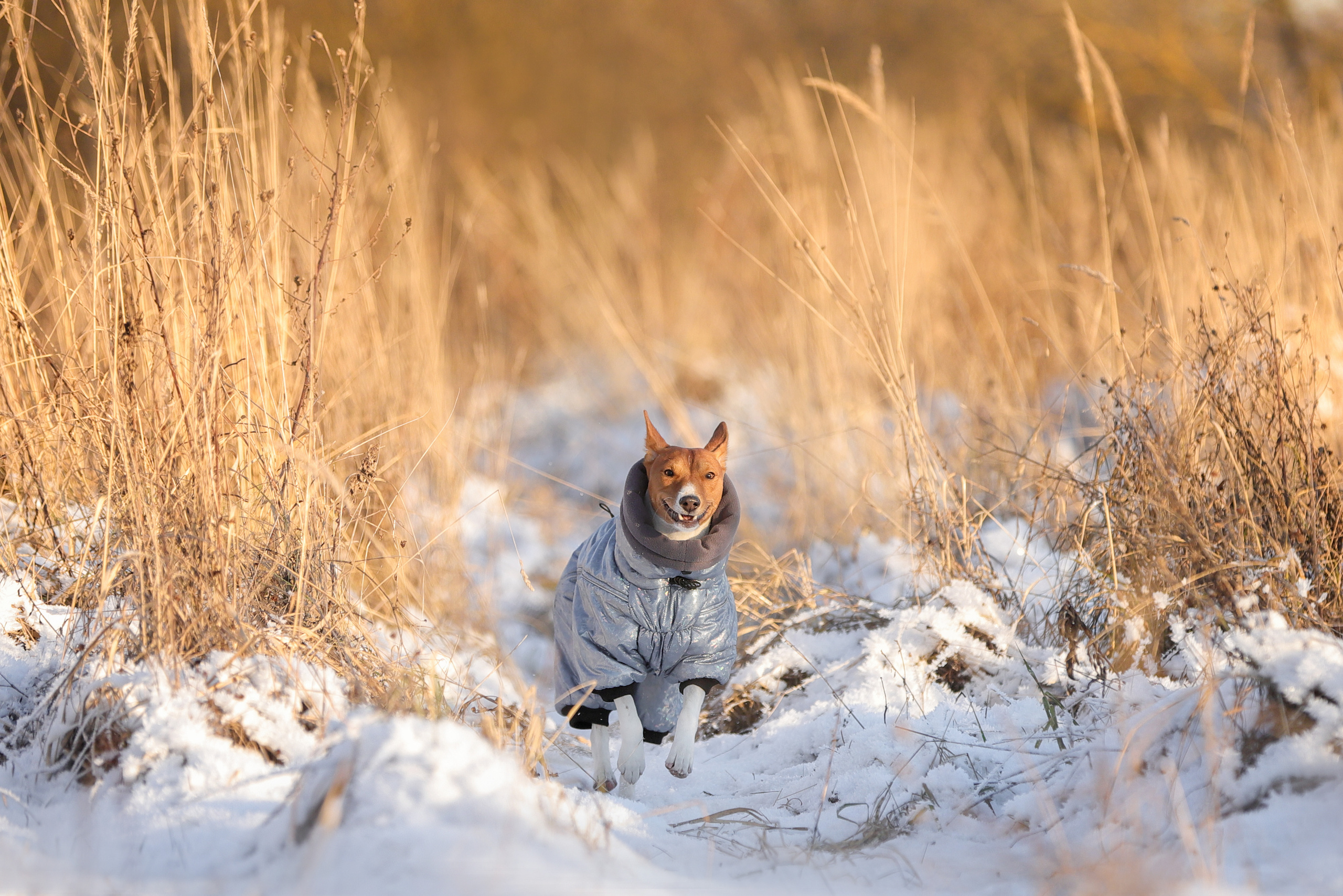 Фотографии в движении. Семейный фотограф-анималист Ирина Андреева
