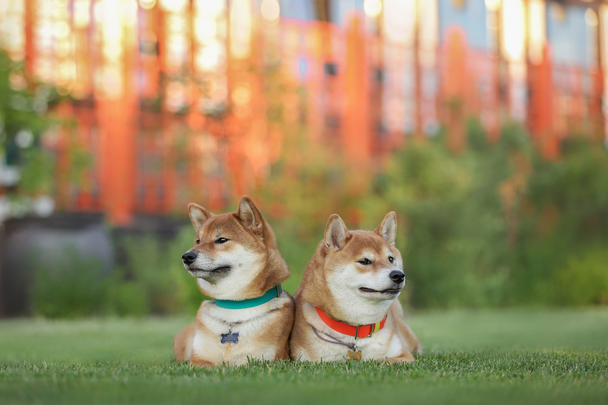 Портретные фотографии. Семейный фотограф-анималист Ирина Андреева