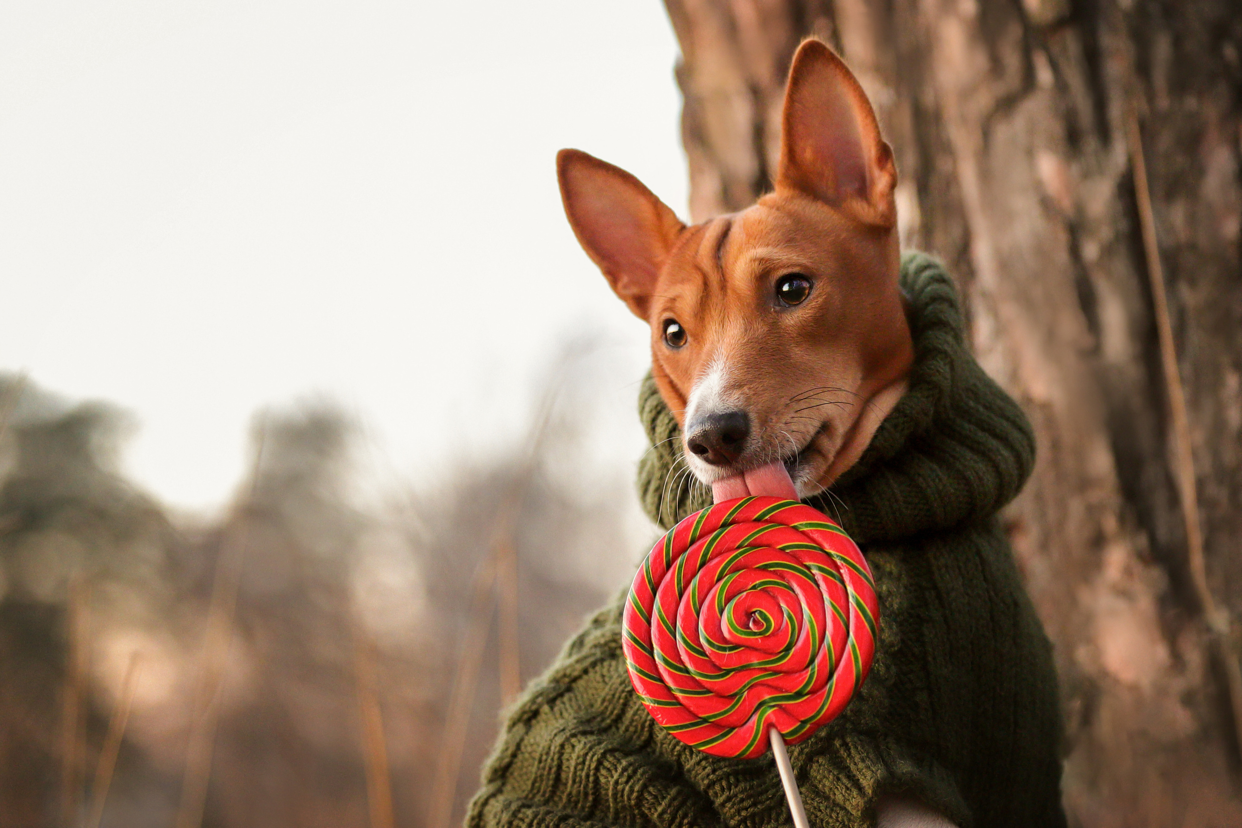 Портретные фотографии. Семейный фотограф-анималист Ирина Андреева