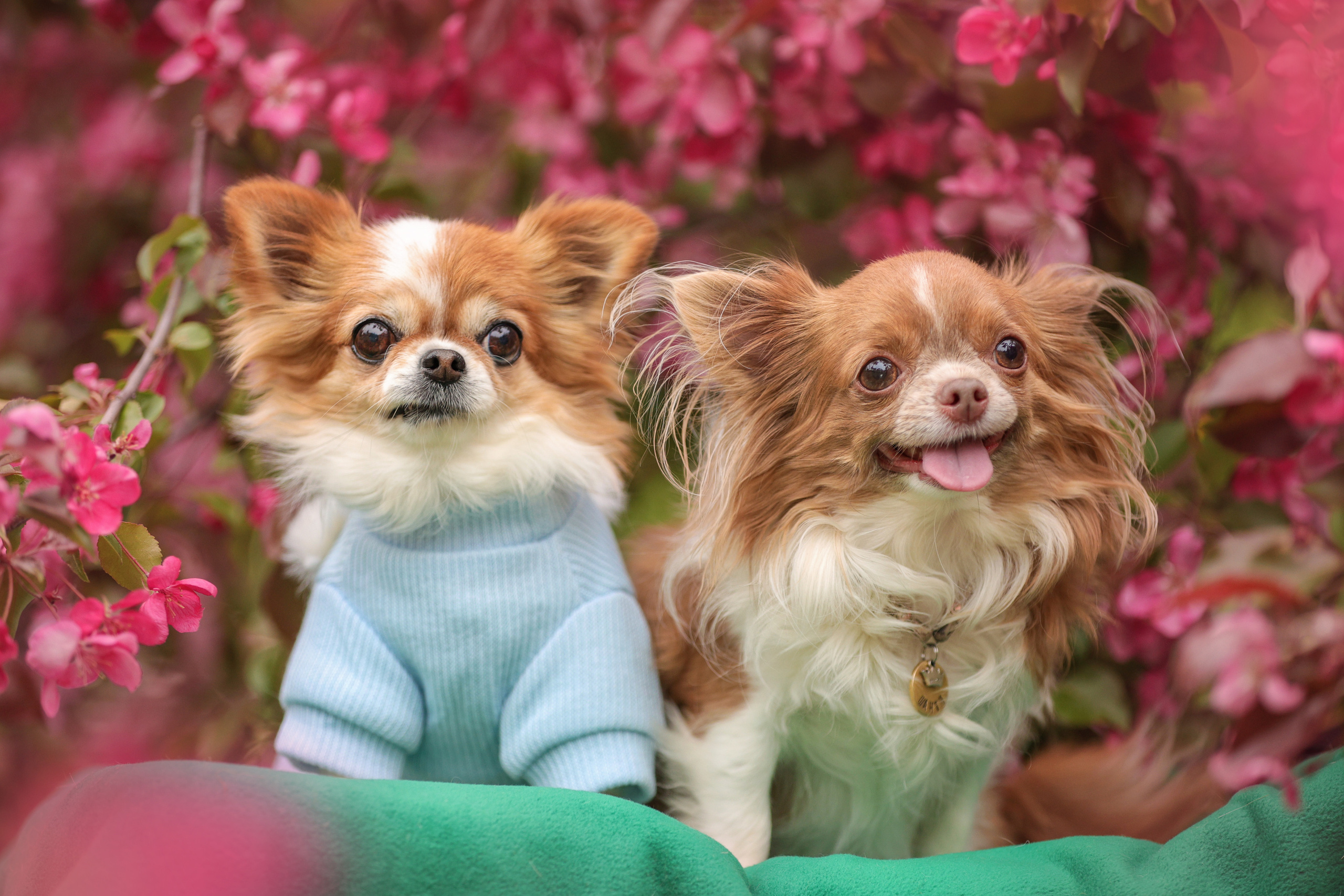 Портретные фотографии. Семейный фотограф-анималист Ирина Андреева