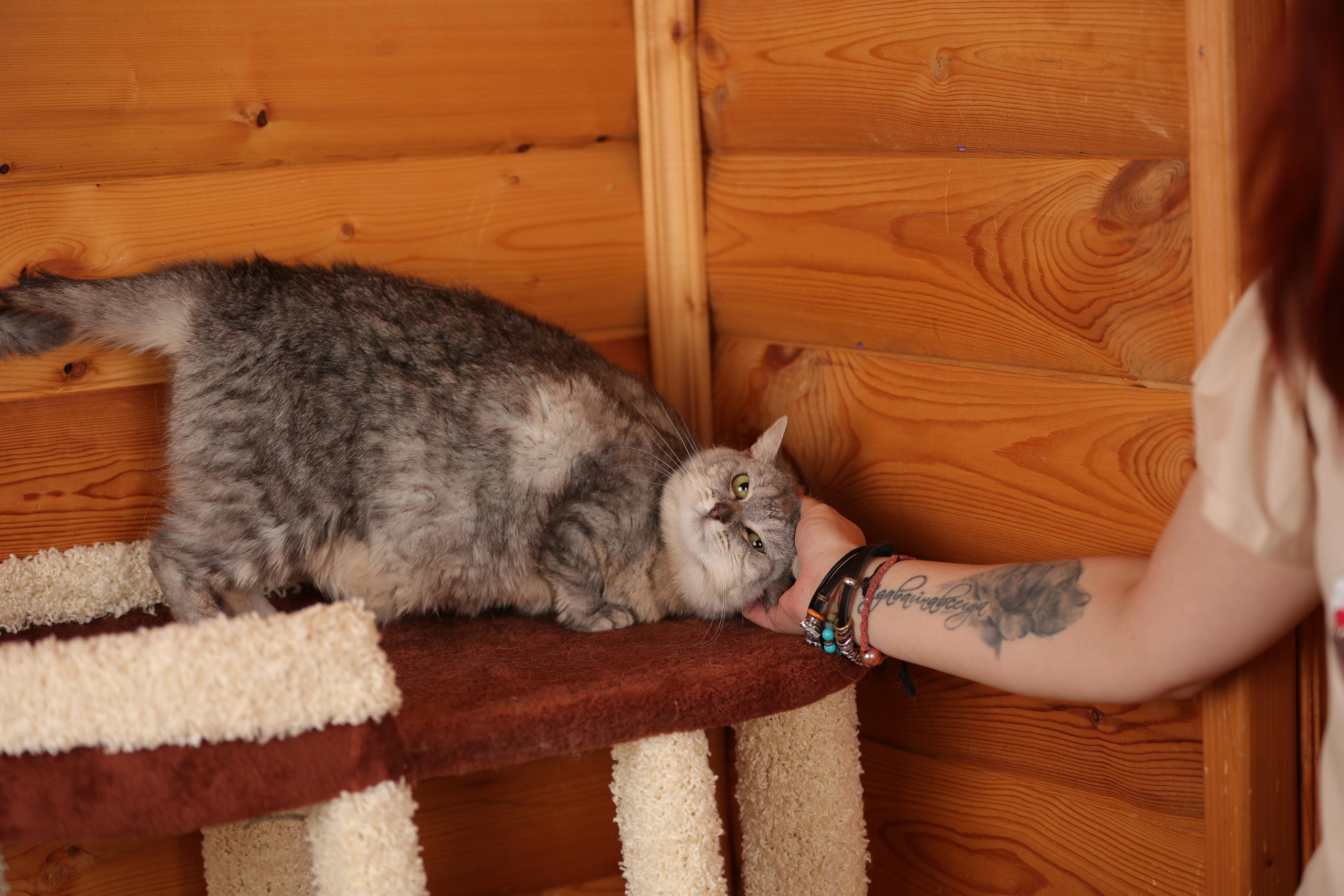 История Елены 1. Семейный фотограф-анималист Ирина Андреева