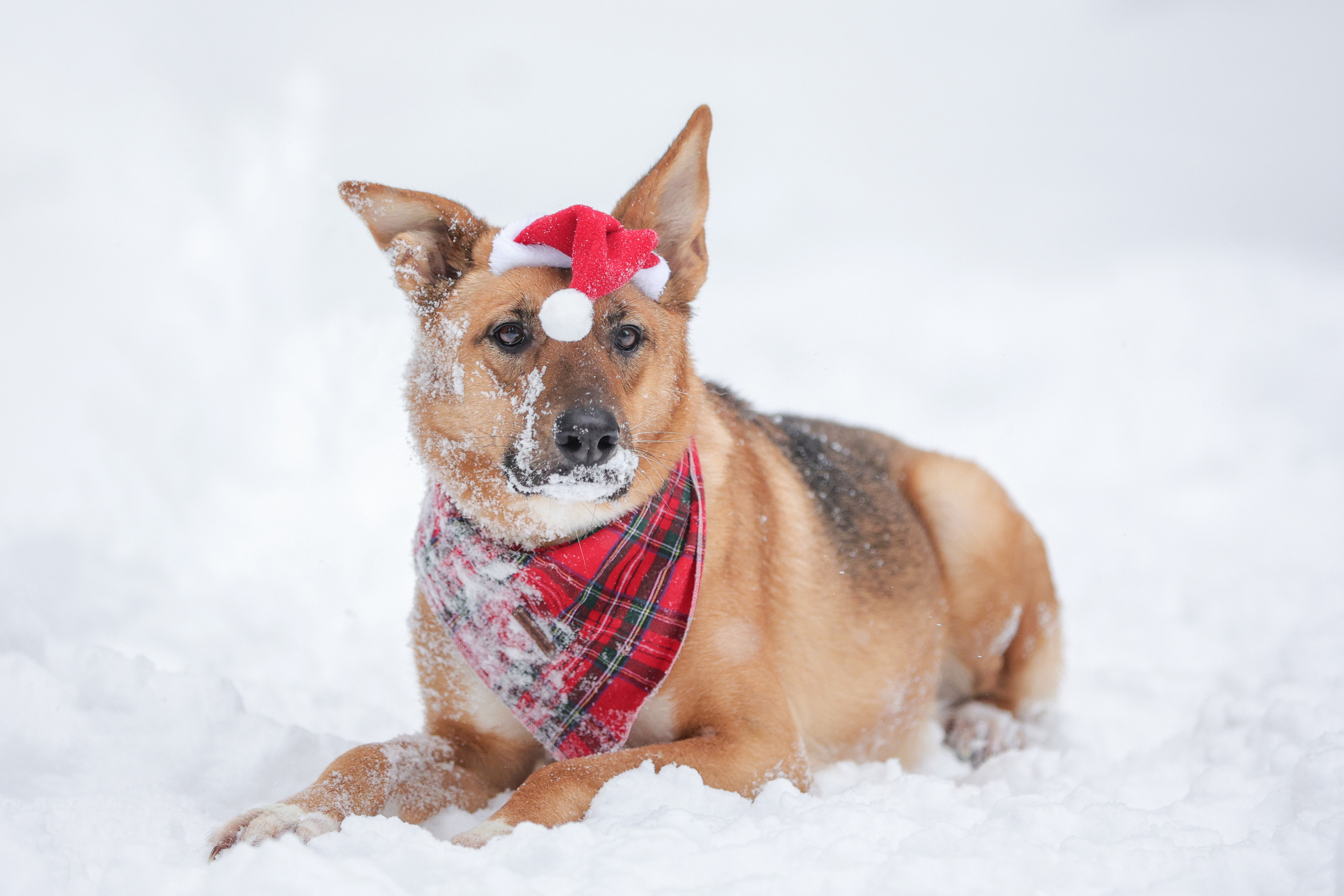 История Елены 1. Семейный фотограф-анималист Ирина Андреева