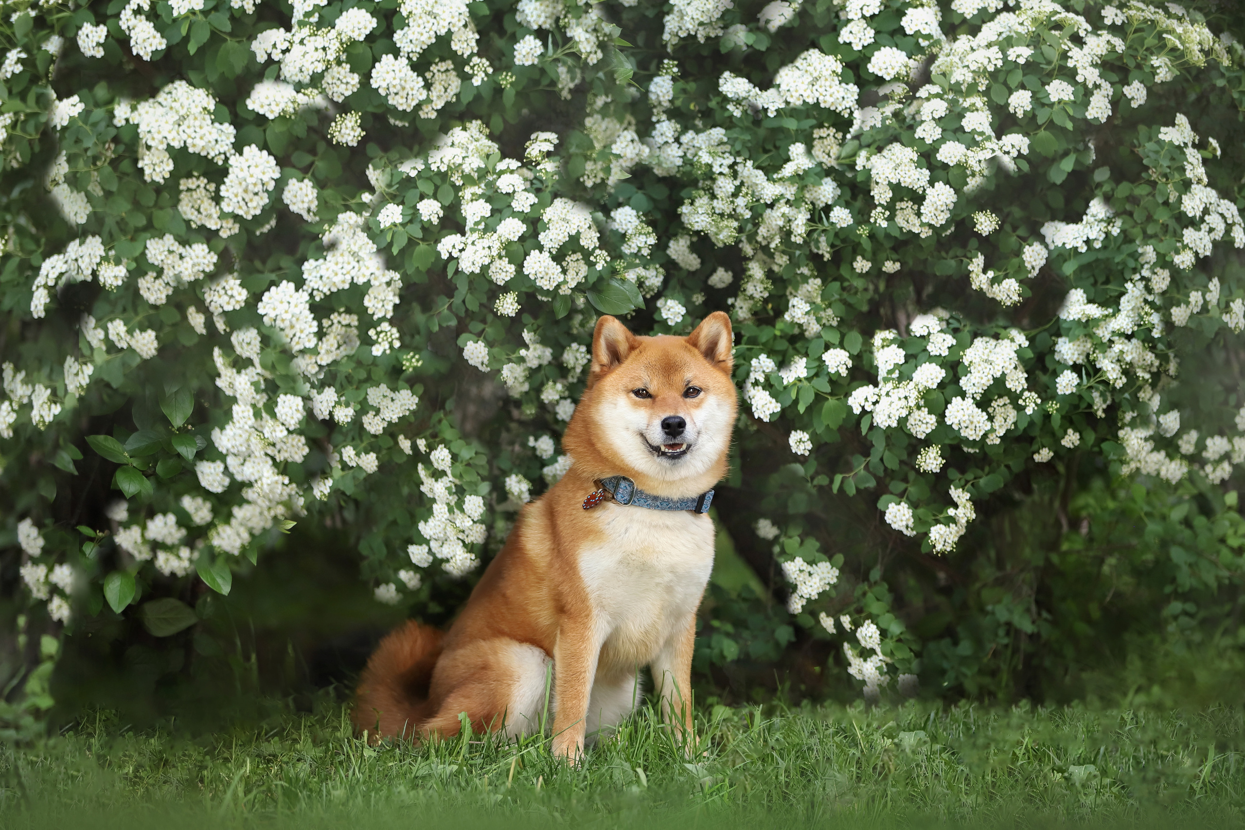 Портретные фотографии. Семейный фотограф-анималист Ирина Андреева