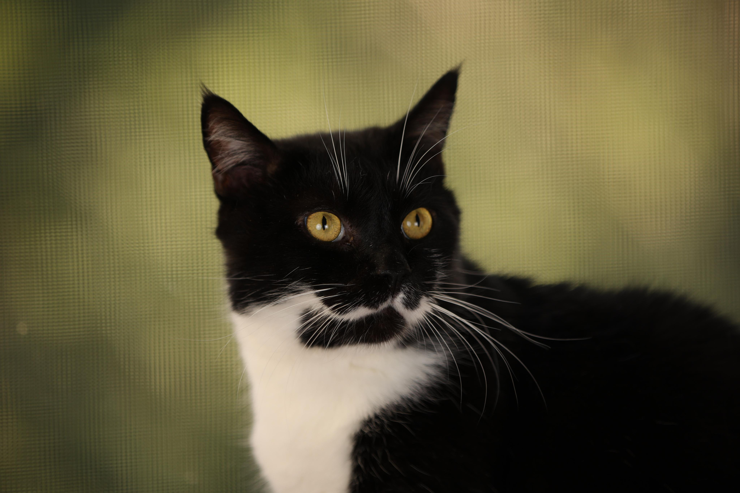 История Елены 1. Семейный фотограф-анималист Ирина Андреева