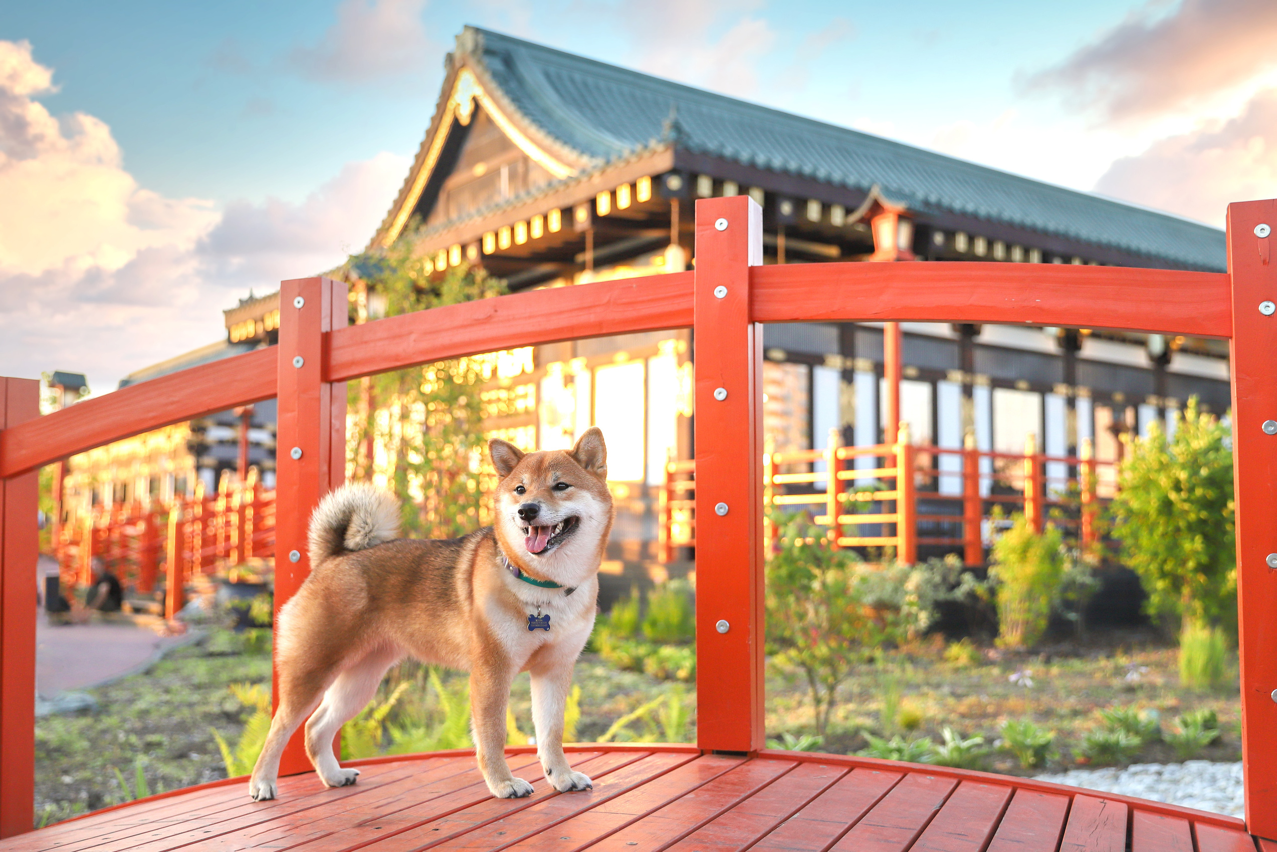 Портретные фотографии. Семейный фотограф-анималист Ирина Андреева