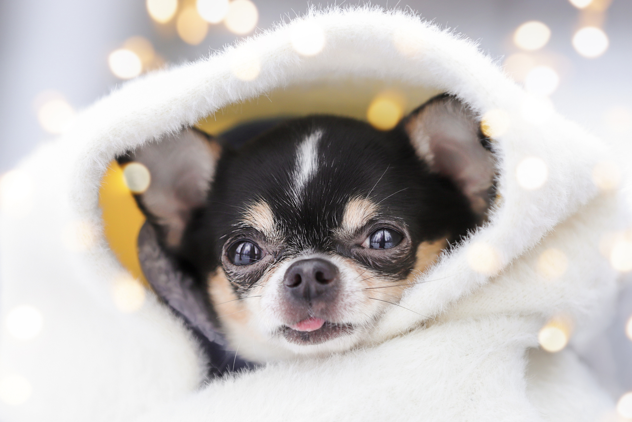 Портретные фотографии. Семейный фотограф-анималист Ирина Андреева