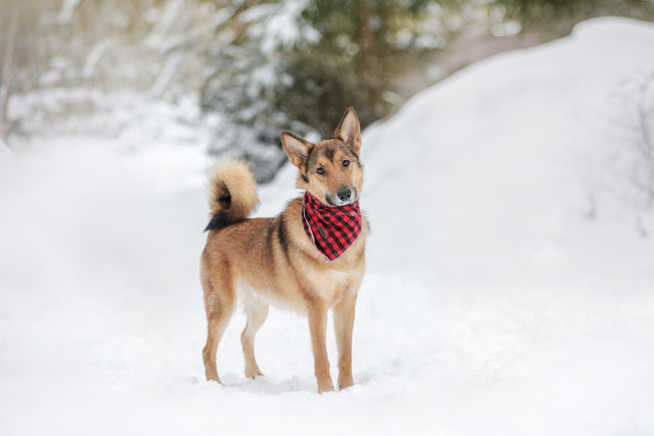 История Елены 1. Семейный фотограф-анималист Ирина Андреева