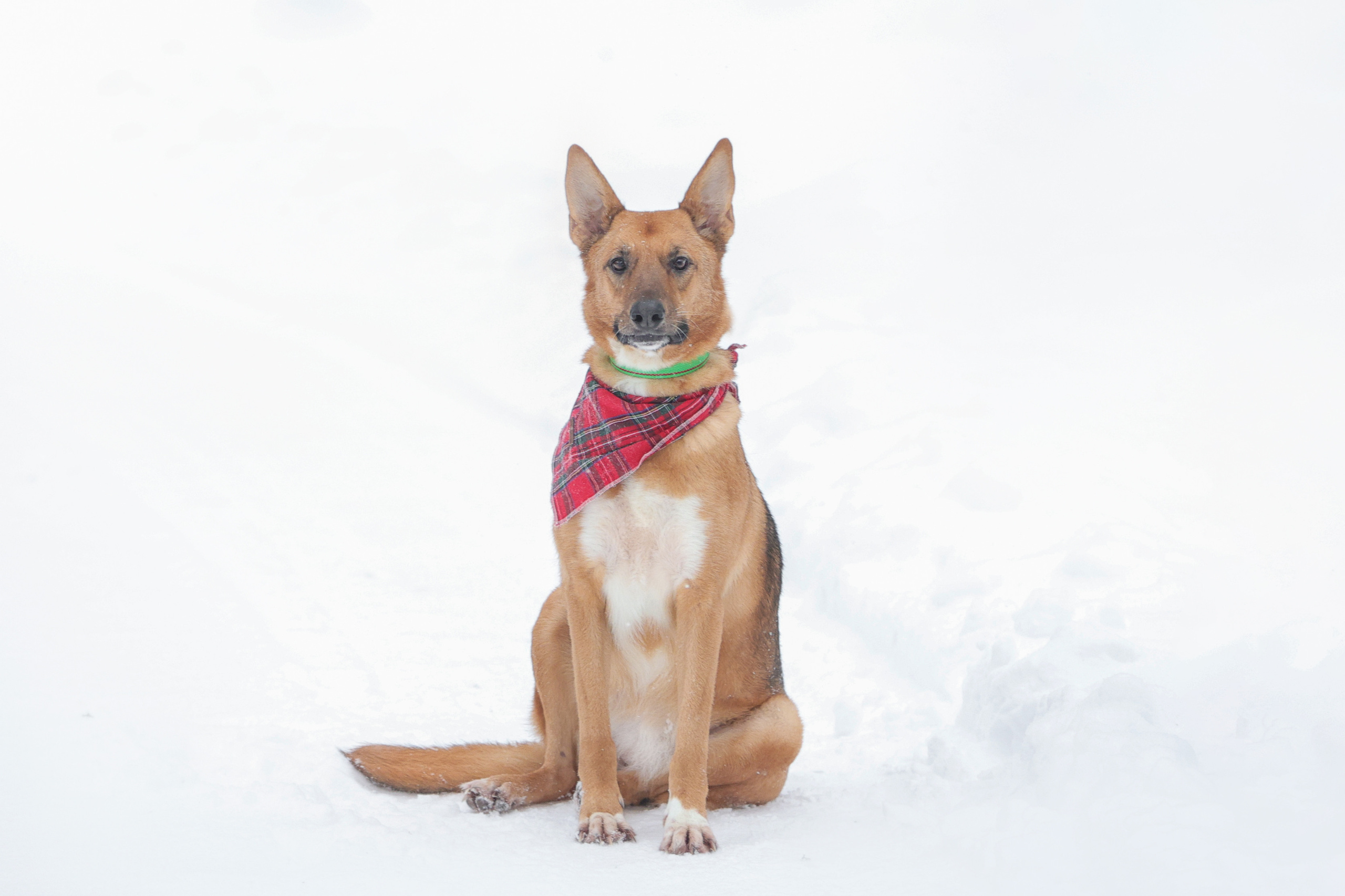 История Елены 1. Семейный фотограф-анималист Ирина Андреева