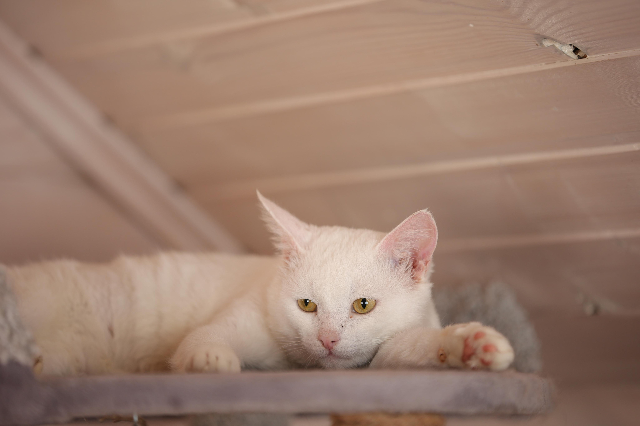 История Елены 1. Семейный фотограф-анималист Ирина Андреева