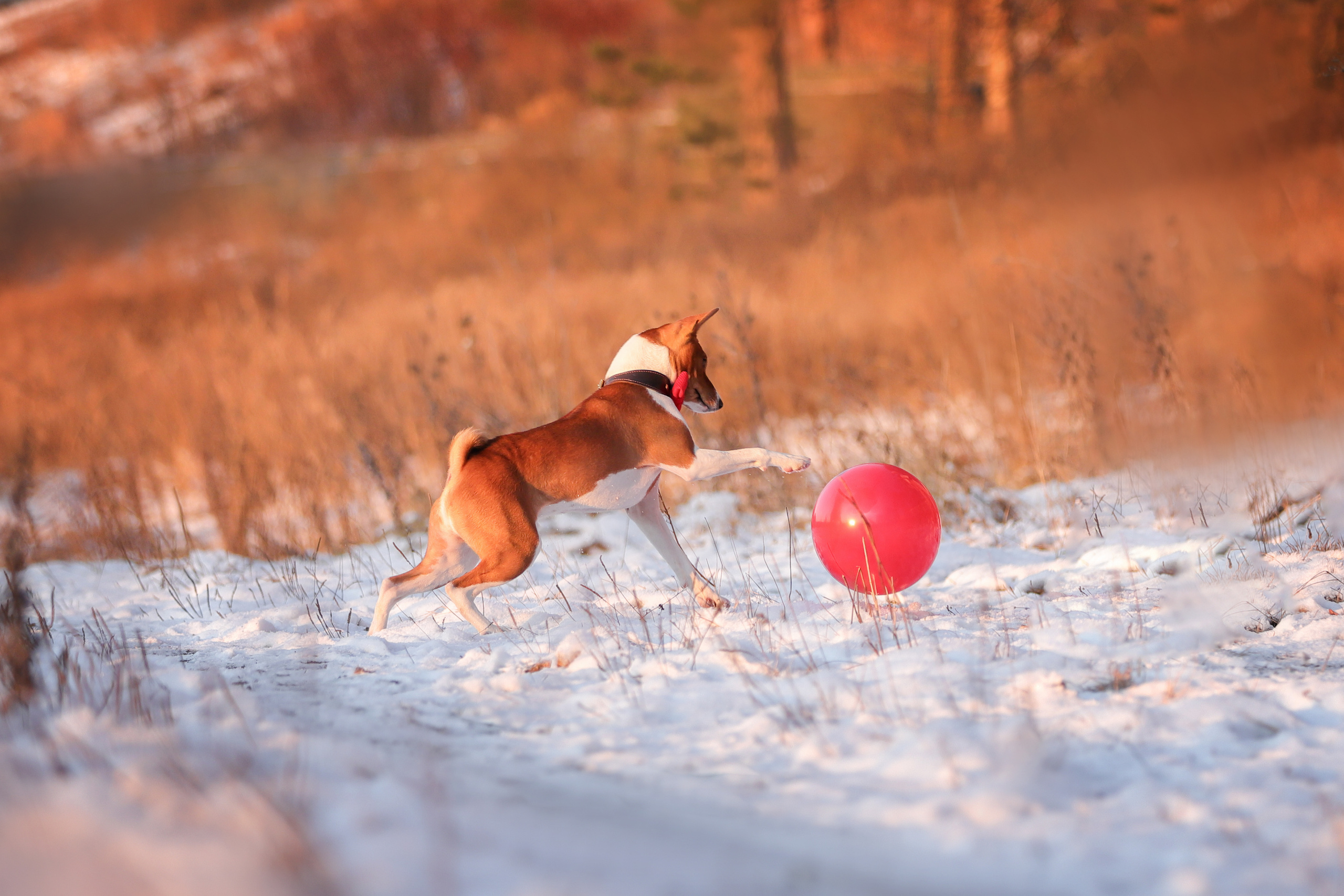 Фотографии в движении. Семейный фотограф-анималист Ирина Андреева
