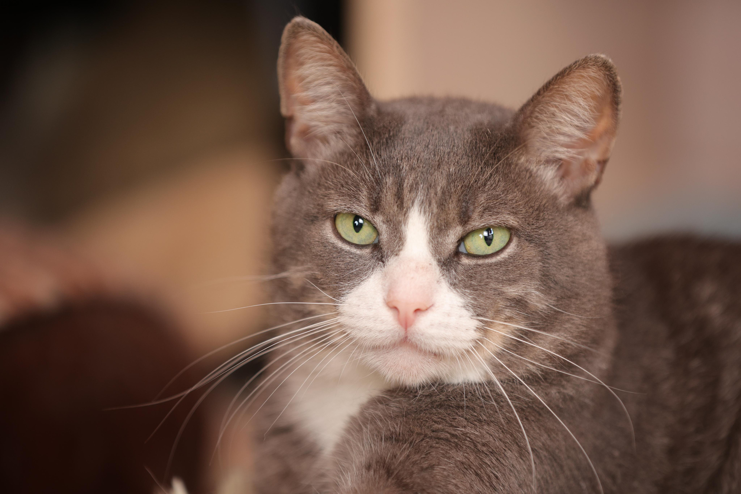 История Елены 1. Семейный фотограф-анималист Ирина Андреева