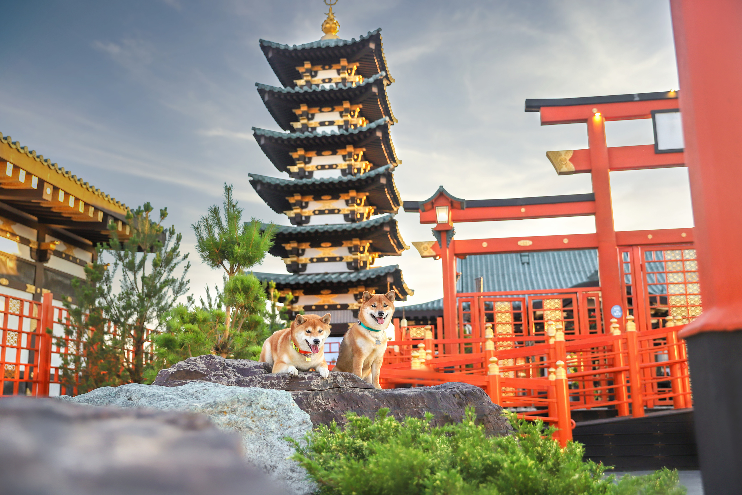 Портретные фотографии. Семейный фотограф-анималист Ирина Андреева