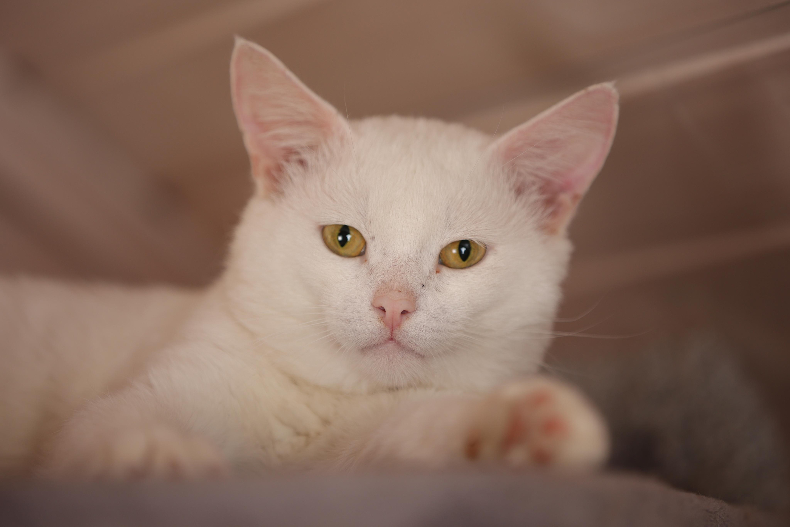 История Елены 1. Семейный фотограф-анималист Ирина Андреева