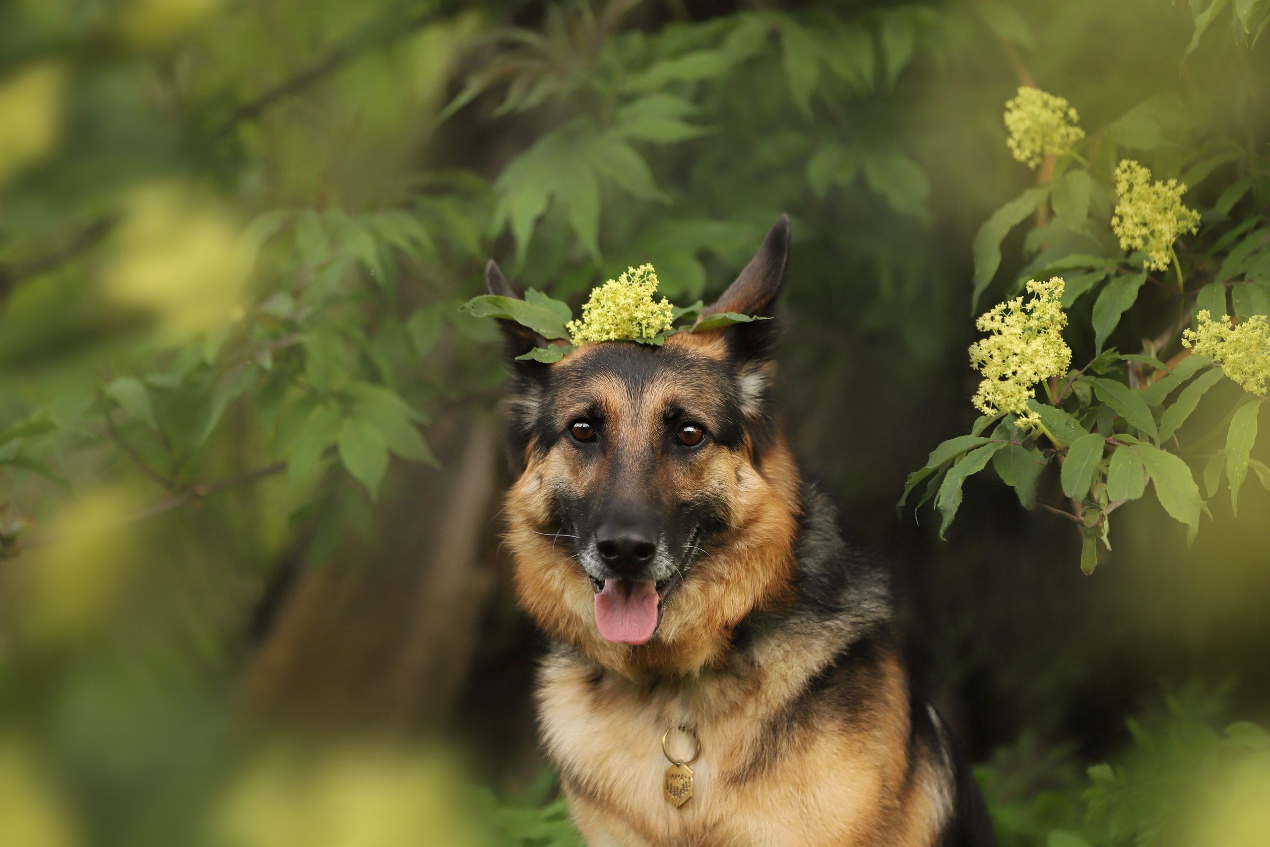 Портретные фотографии. Семейный фотограф-анималист Ирина Андреева