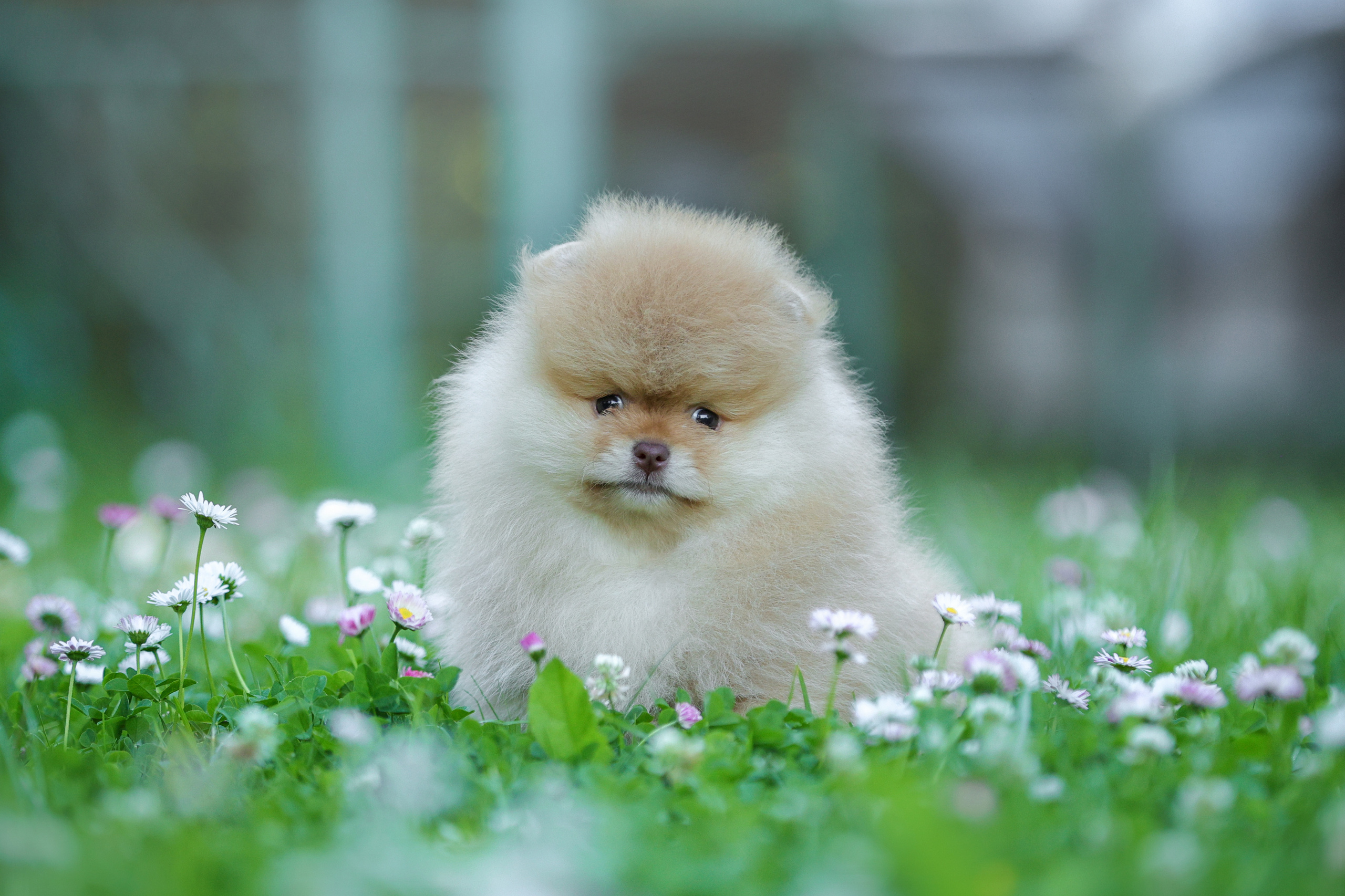 Портретные фотографии. Семейный фотограф-анималист Ирина Андреева