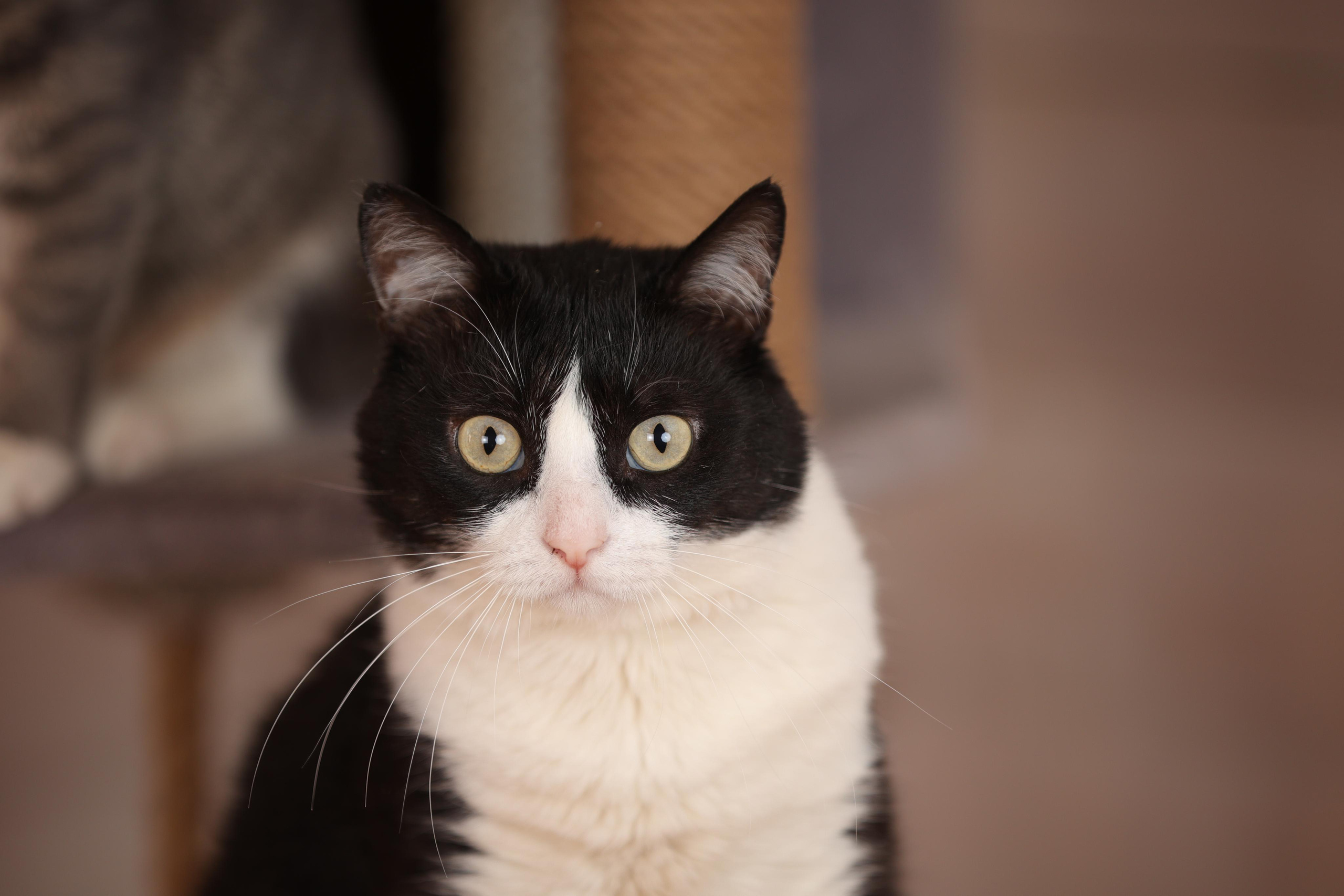 История Елены 1. Семейный фотограф-анималист Ирина Андреева