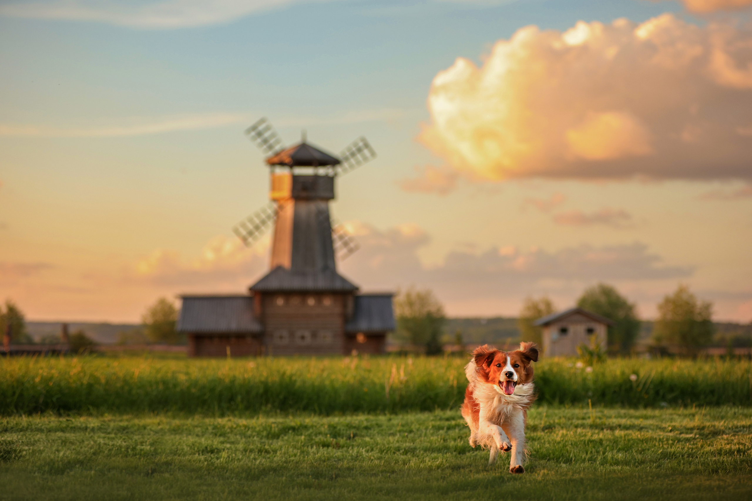 История Наташи Мельница. Семейный фотограф-анималист Ирина Андреева