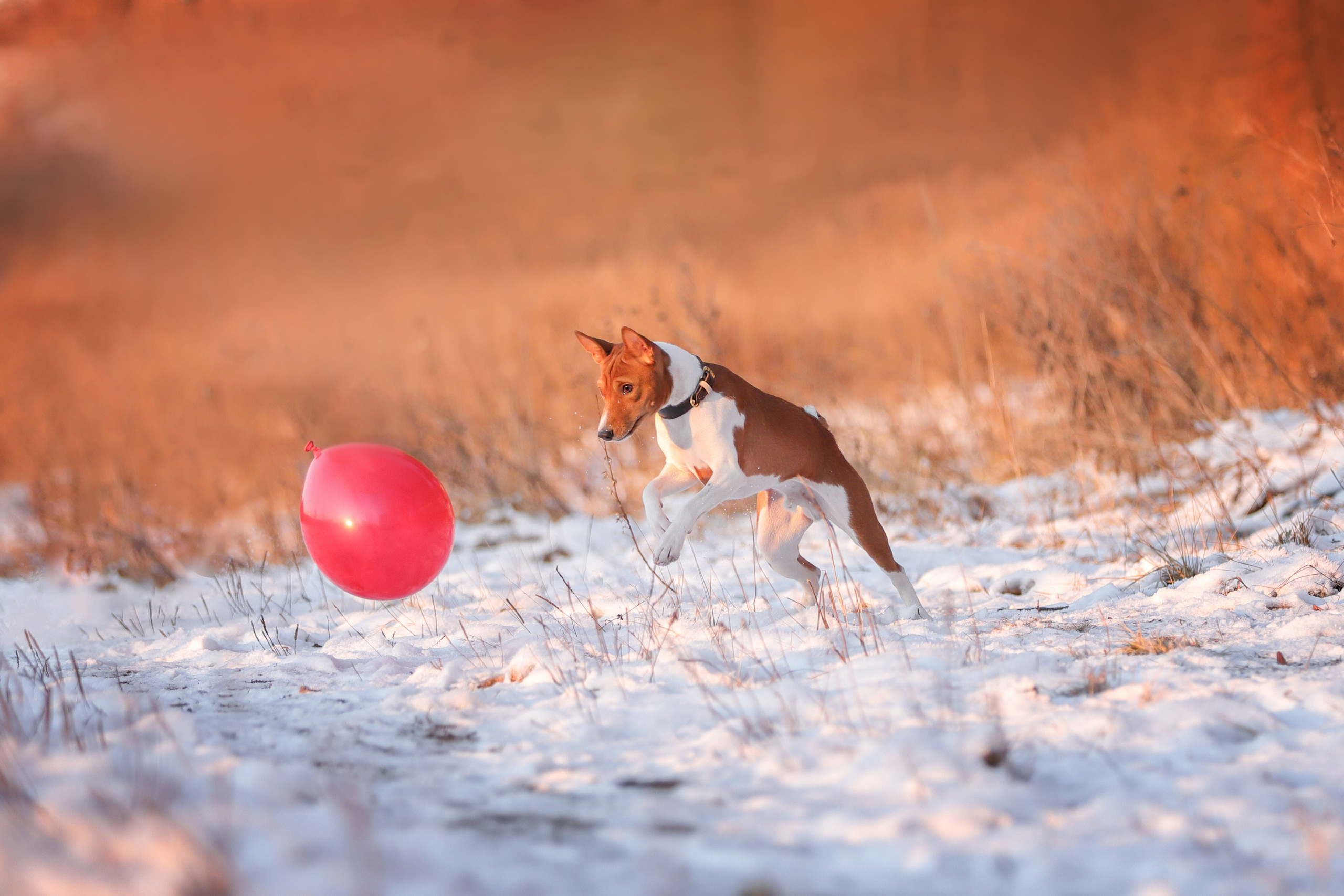 Фотографии в движении. Семейный фотограф-анималист Ирина Андреева