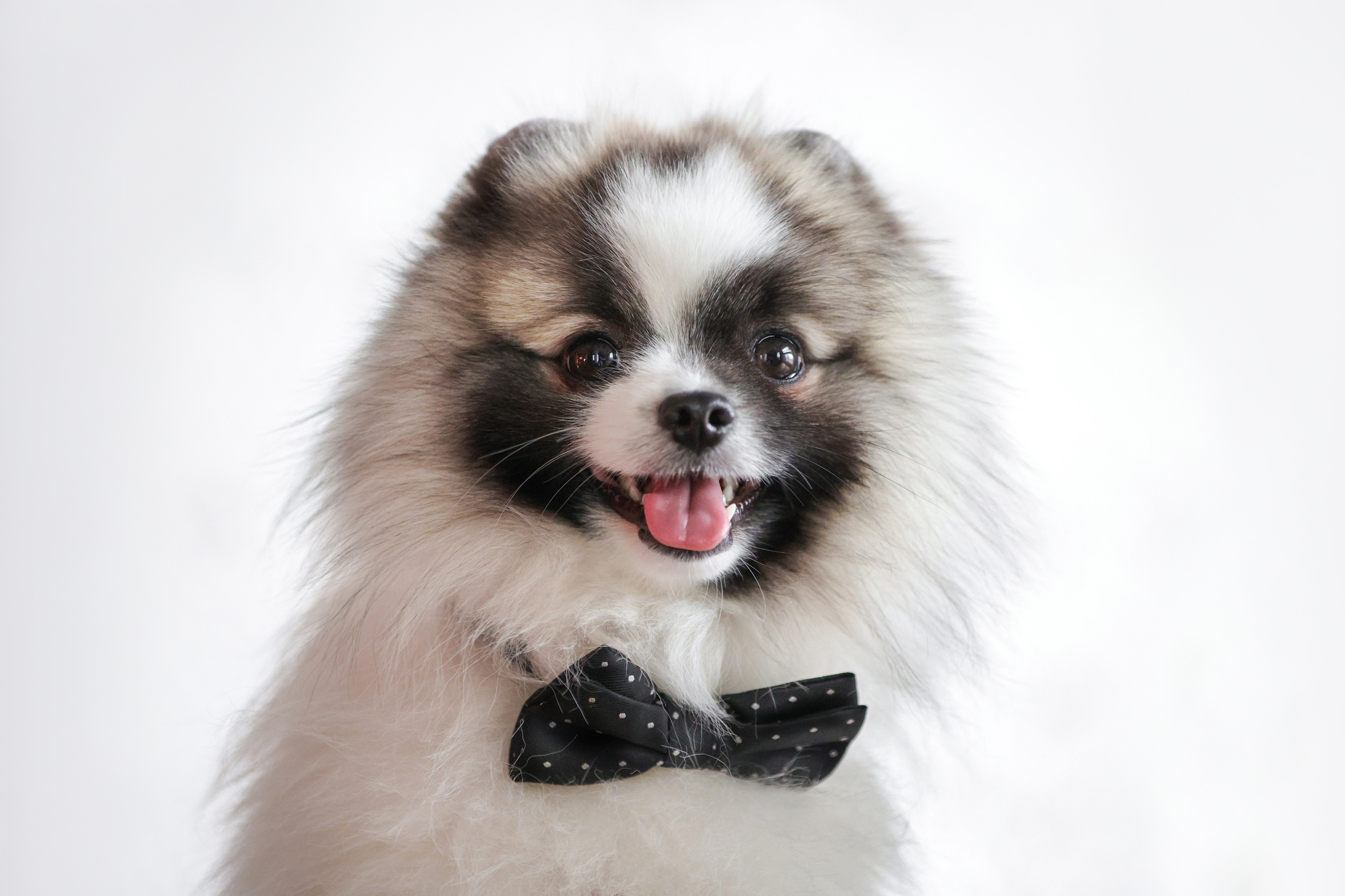 Портретные фотографии. Семейный фотограф-анималист Ирина Андреева