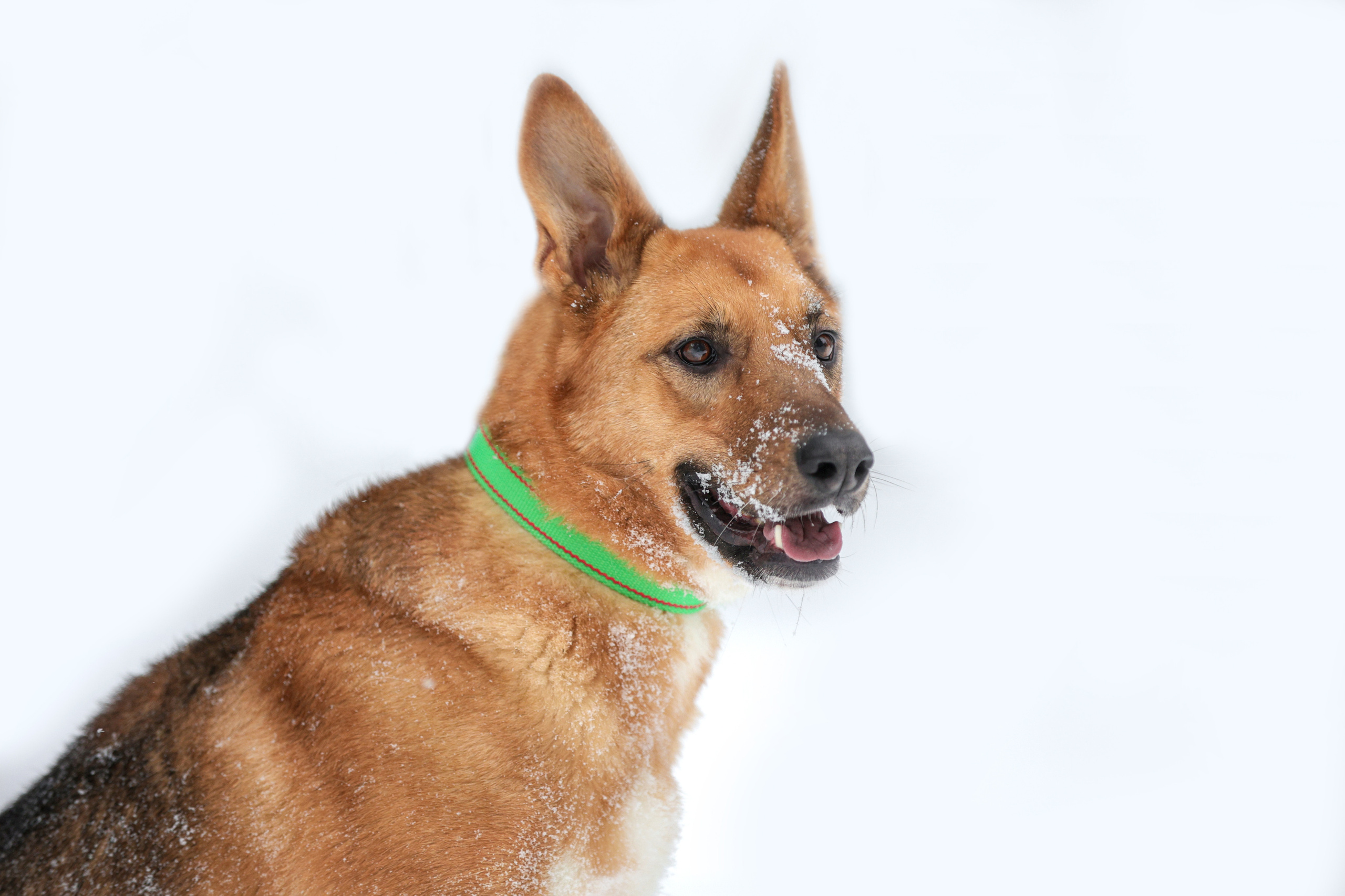 История Елены 1. Семейный фотограф-анималист Ирина Андреева