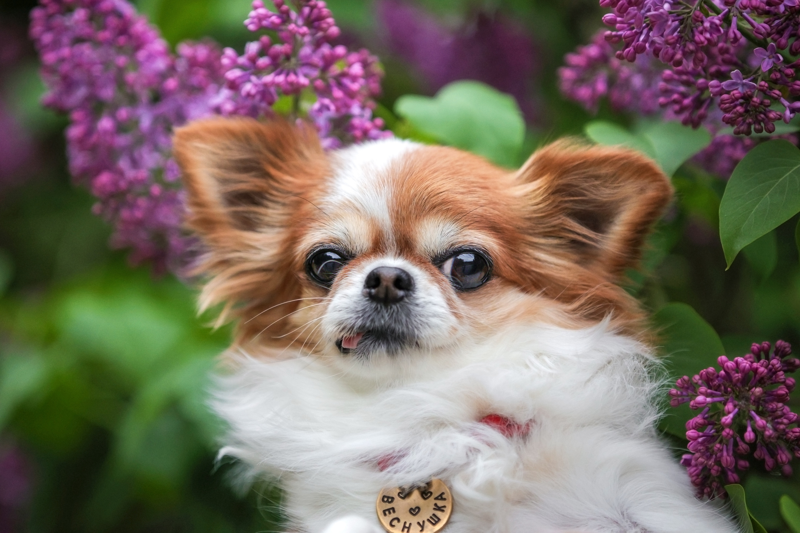 Портретные фотографии. Семейный фотограф-анималист Ирина Андреева