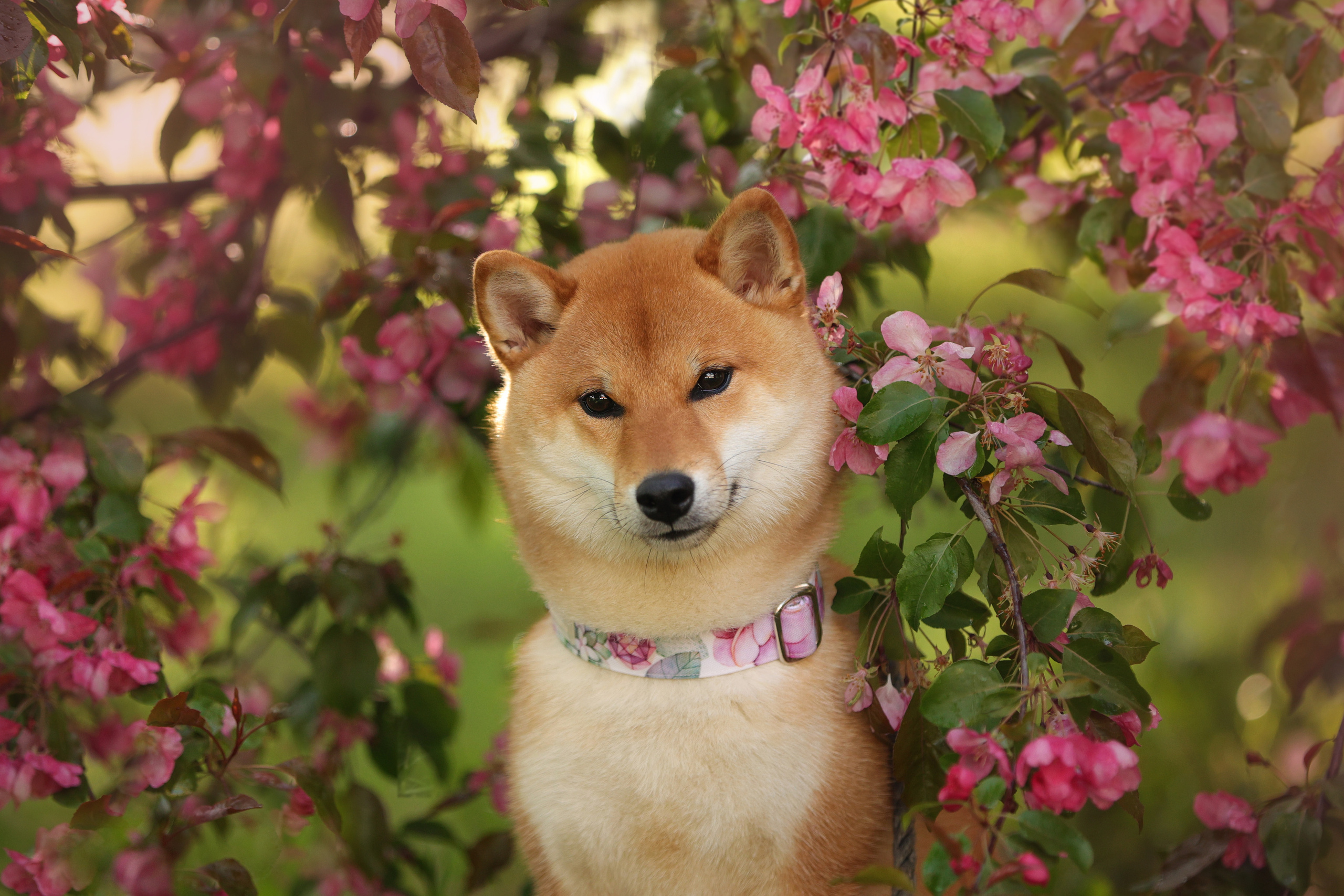 Портретные фотографии. Семейный фотограф-анималист Ирина Андреева