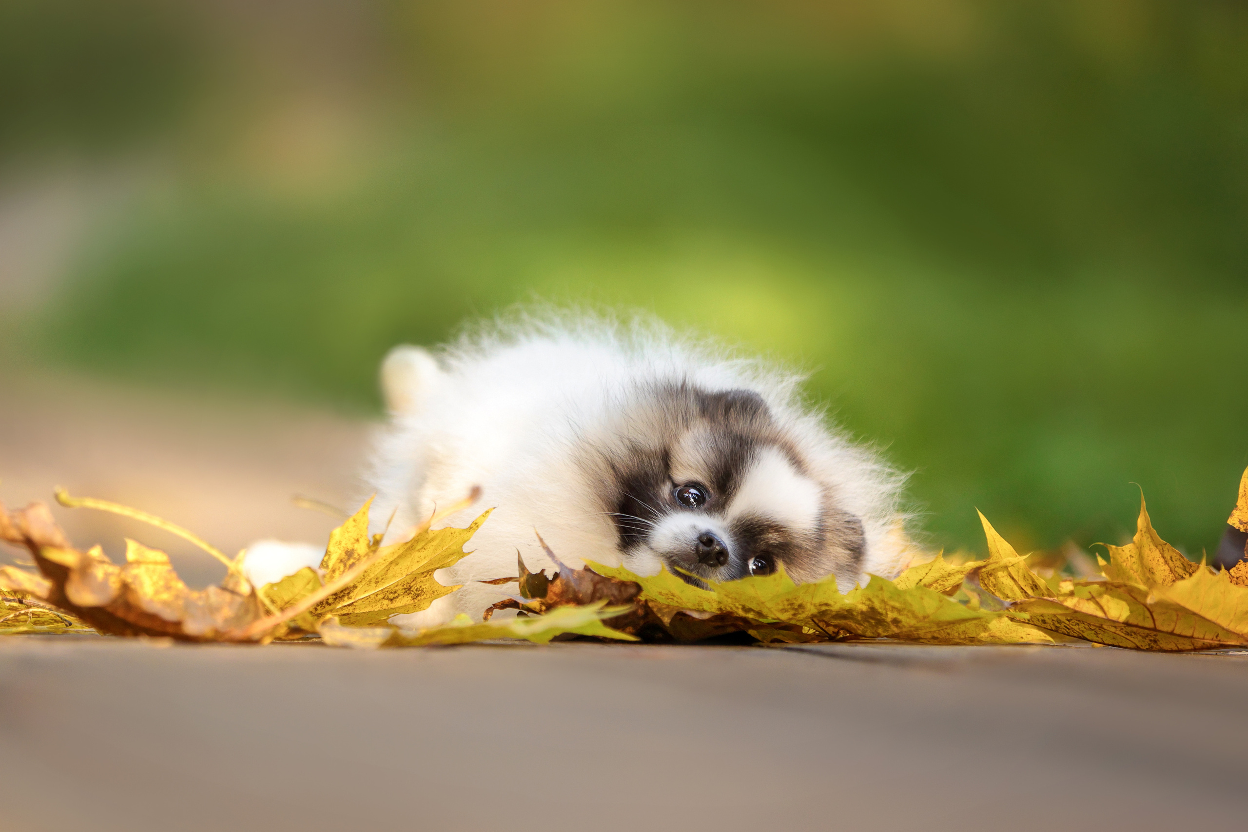 Портретные фотографии. Семейный фотограф-анималист Ирина Андреева