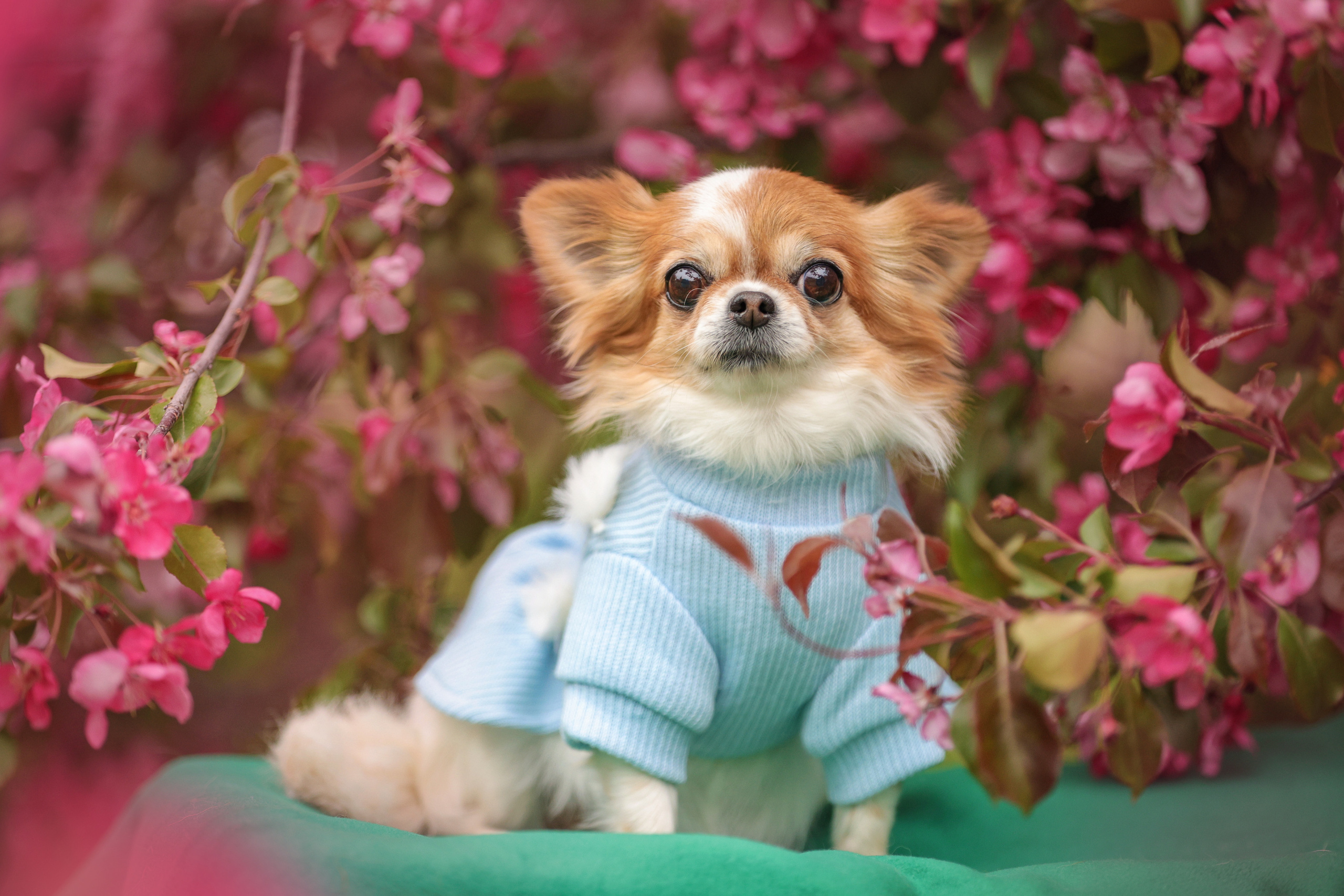 Портретные фотографии. Семейный фотограф-анималист Ирина Андреева