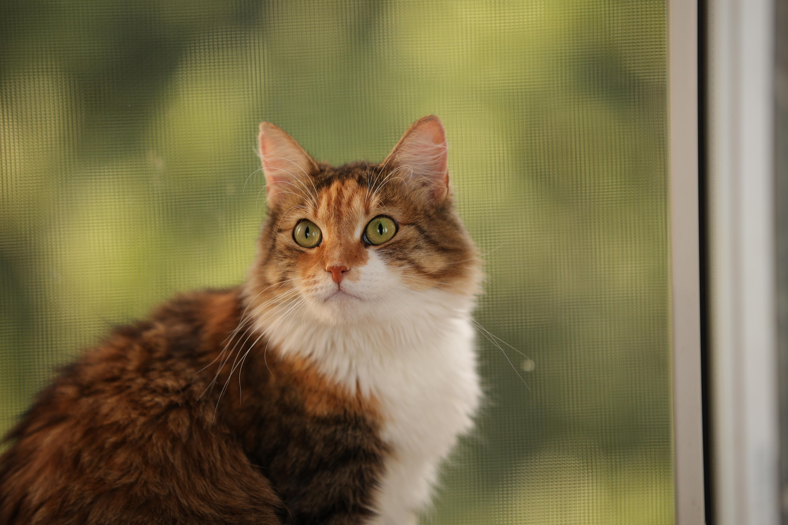 История Елены 1. Семейный фотограф-анималист Ирина Андреева