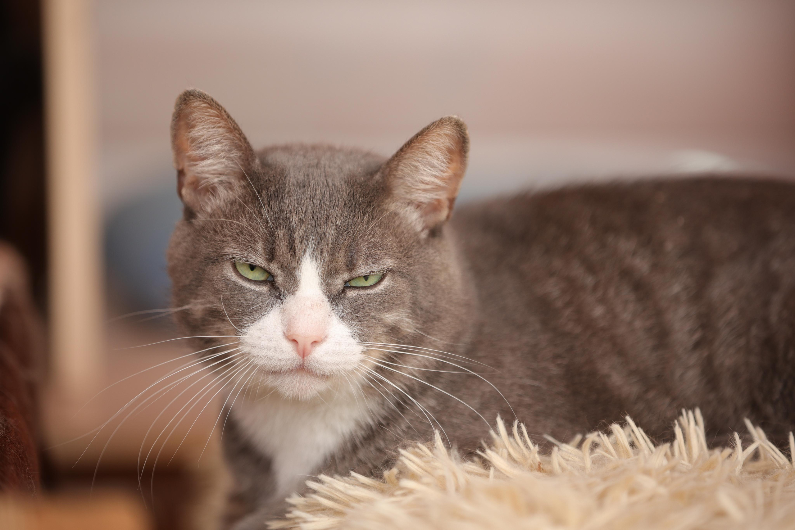 История Елены 1. Семейный фотограф-анималист Ирина Андреева