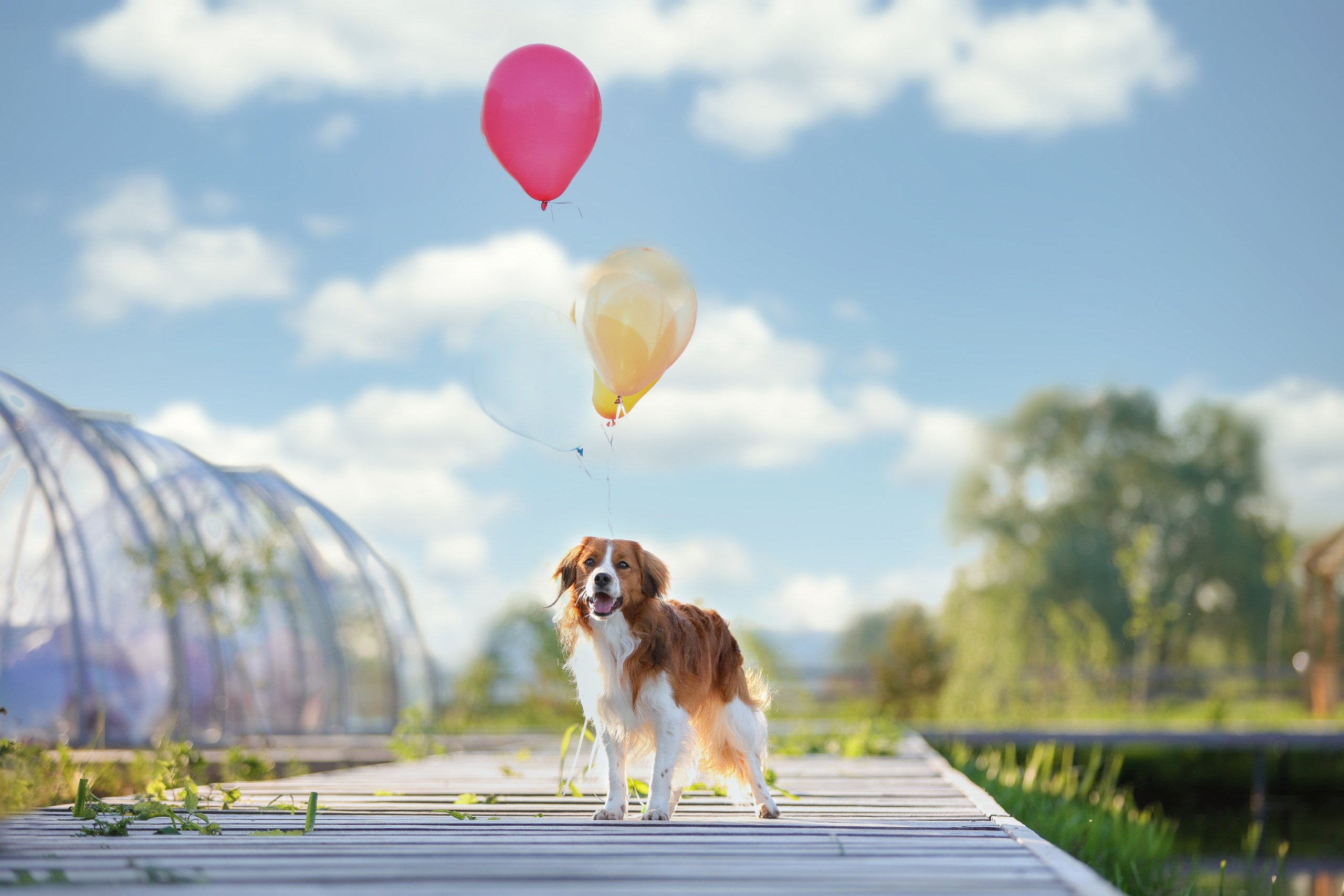 История Наташи Мельница. Семейный фотограф-анималист Ирина Андреева