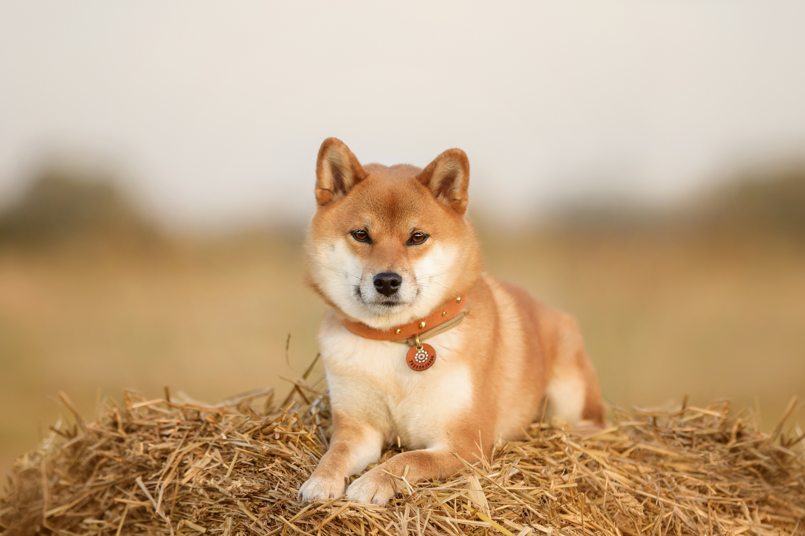 Портретные фотографии. Семейный фотограф-анималист Ирина Андреева