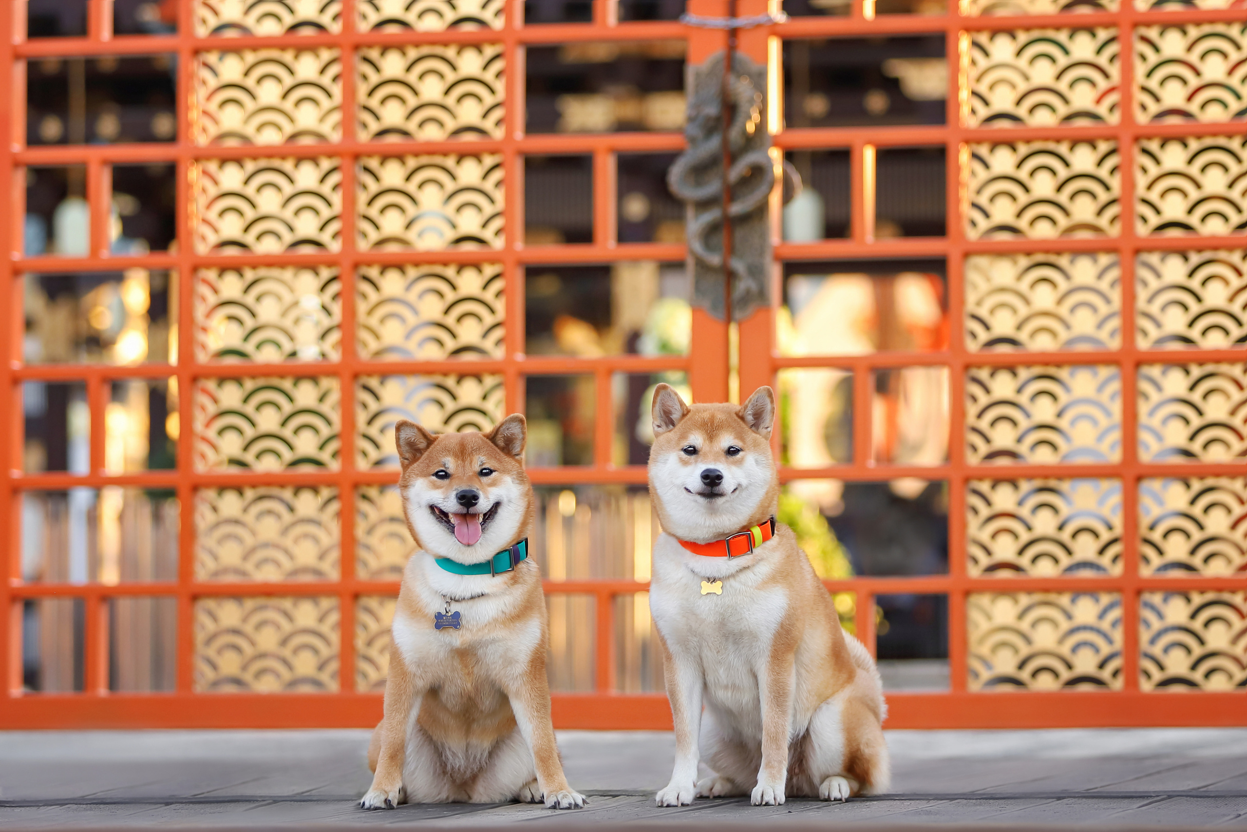 Портретные фотографии. Семейный фотограф-анималист Ирина Андреева