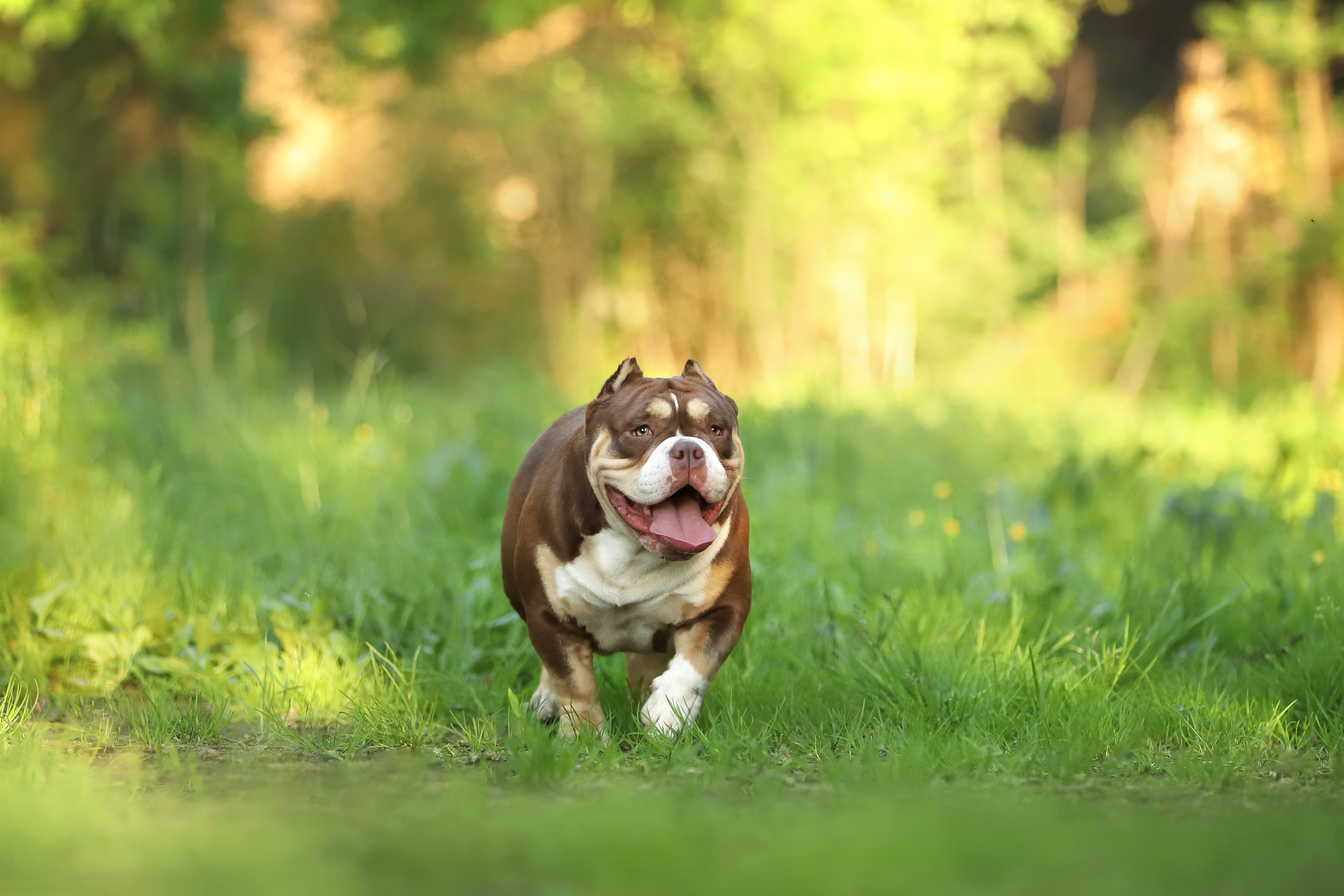 Фотографии в движении. Семейный фотограф-анималист Ирина Андреева