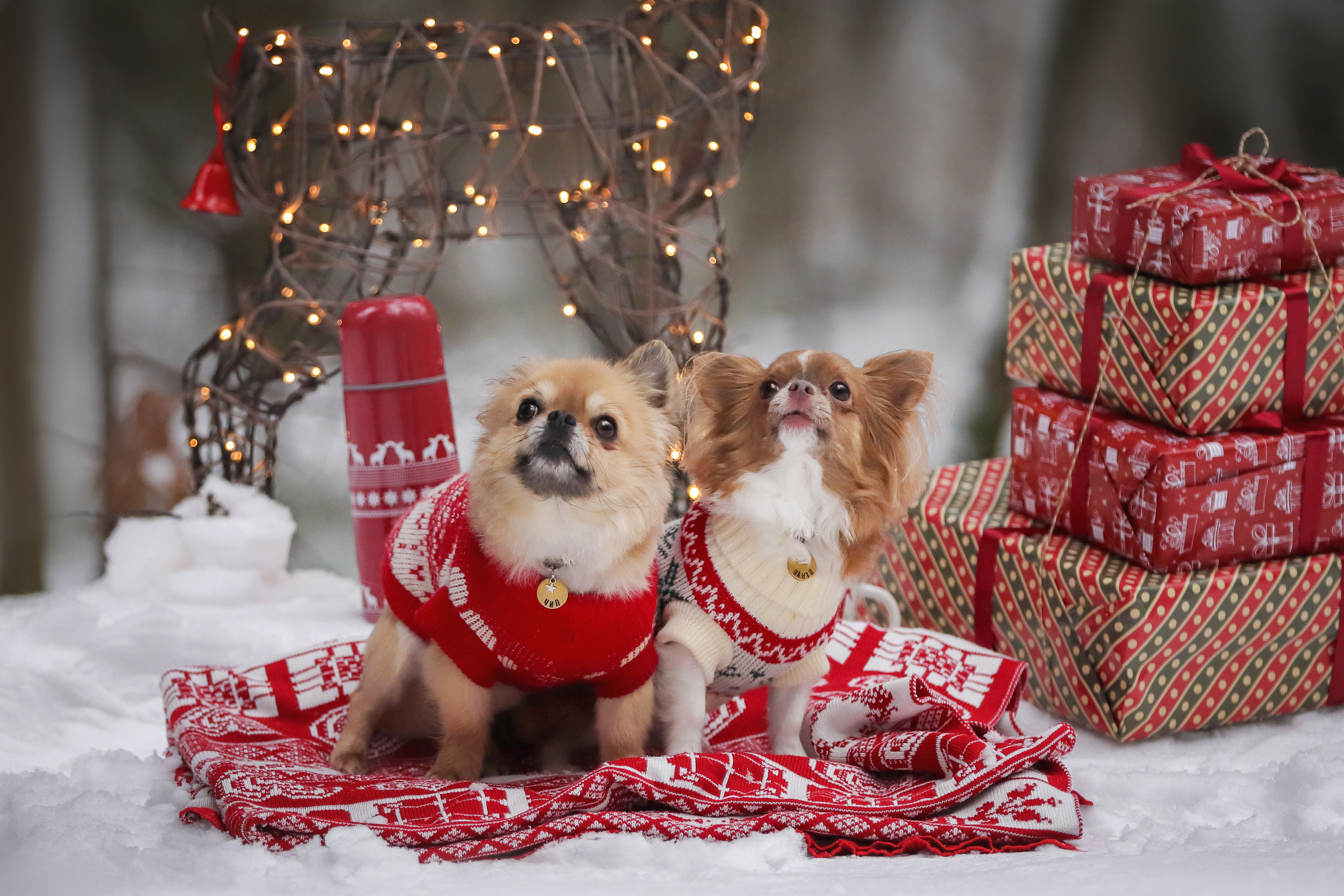 Портретные фотографии. Семейный фотограф-анималист Ирина Андреева