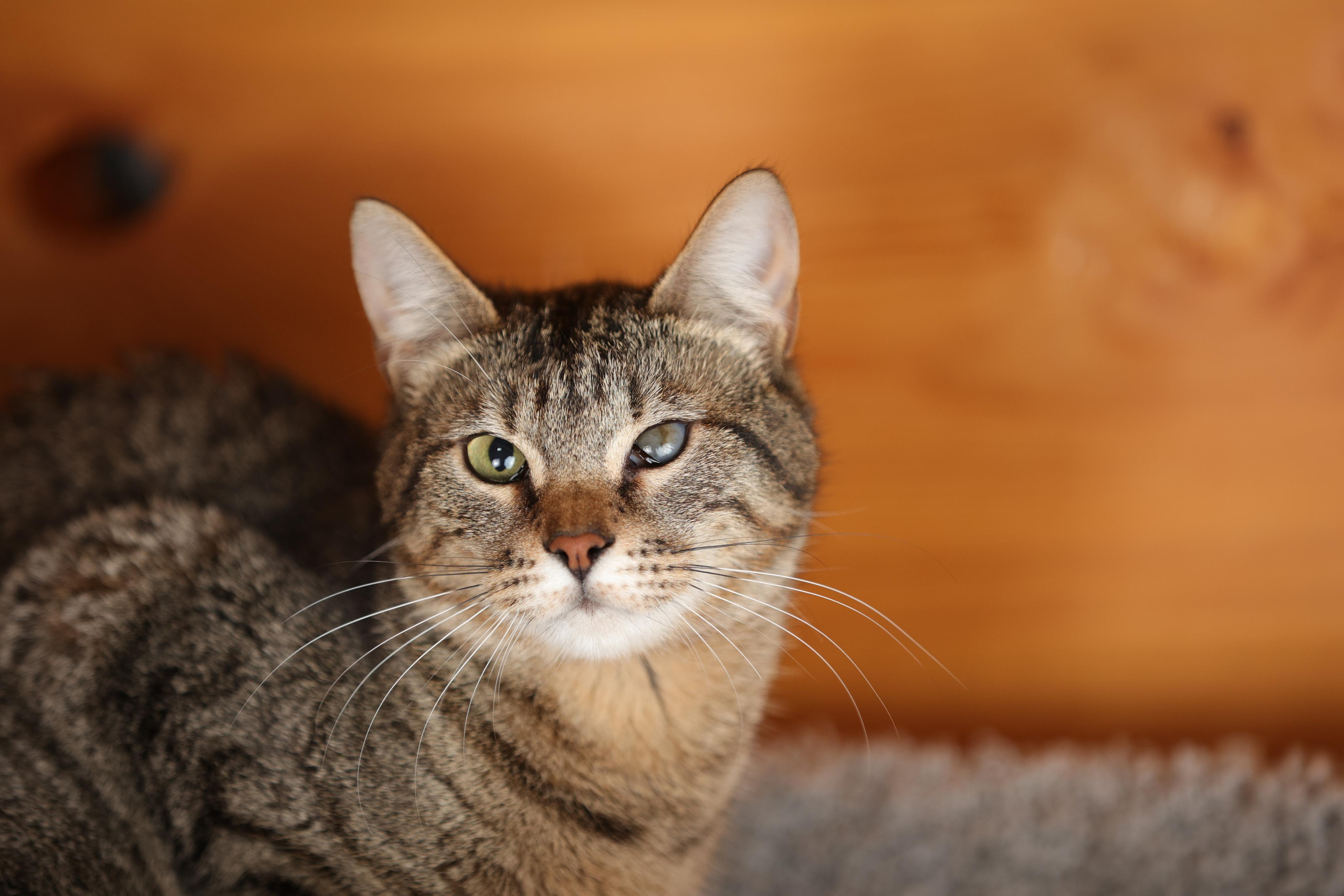 История Елены 1. Семейный фотограф-анималист Ирина Андреева