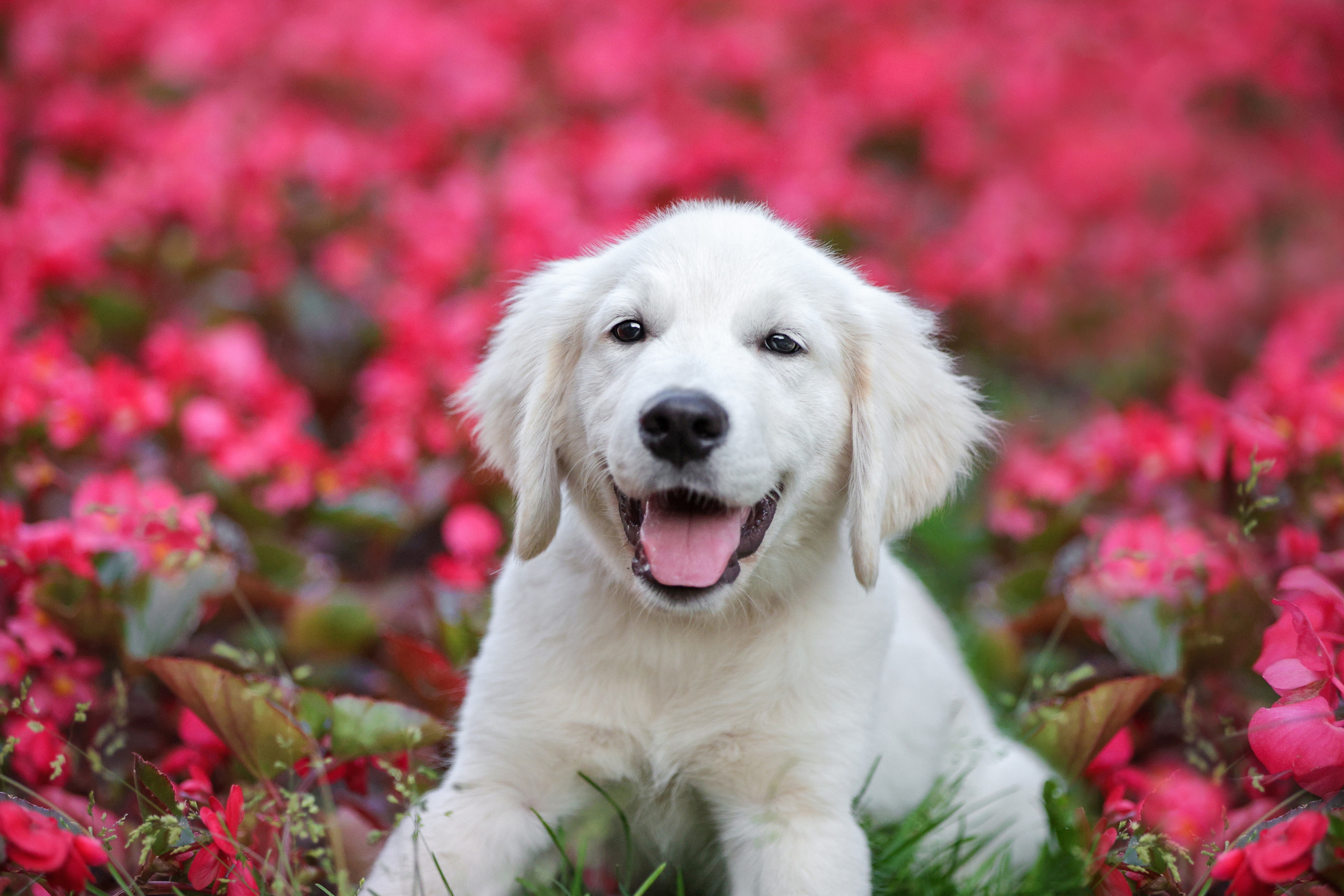 Портретные фотографии. Семейный фотограф-анималист Ирина Андреева