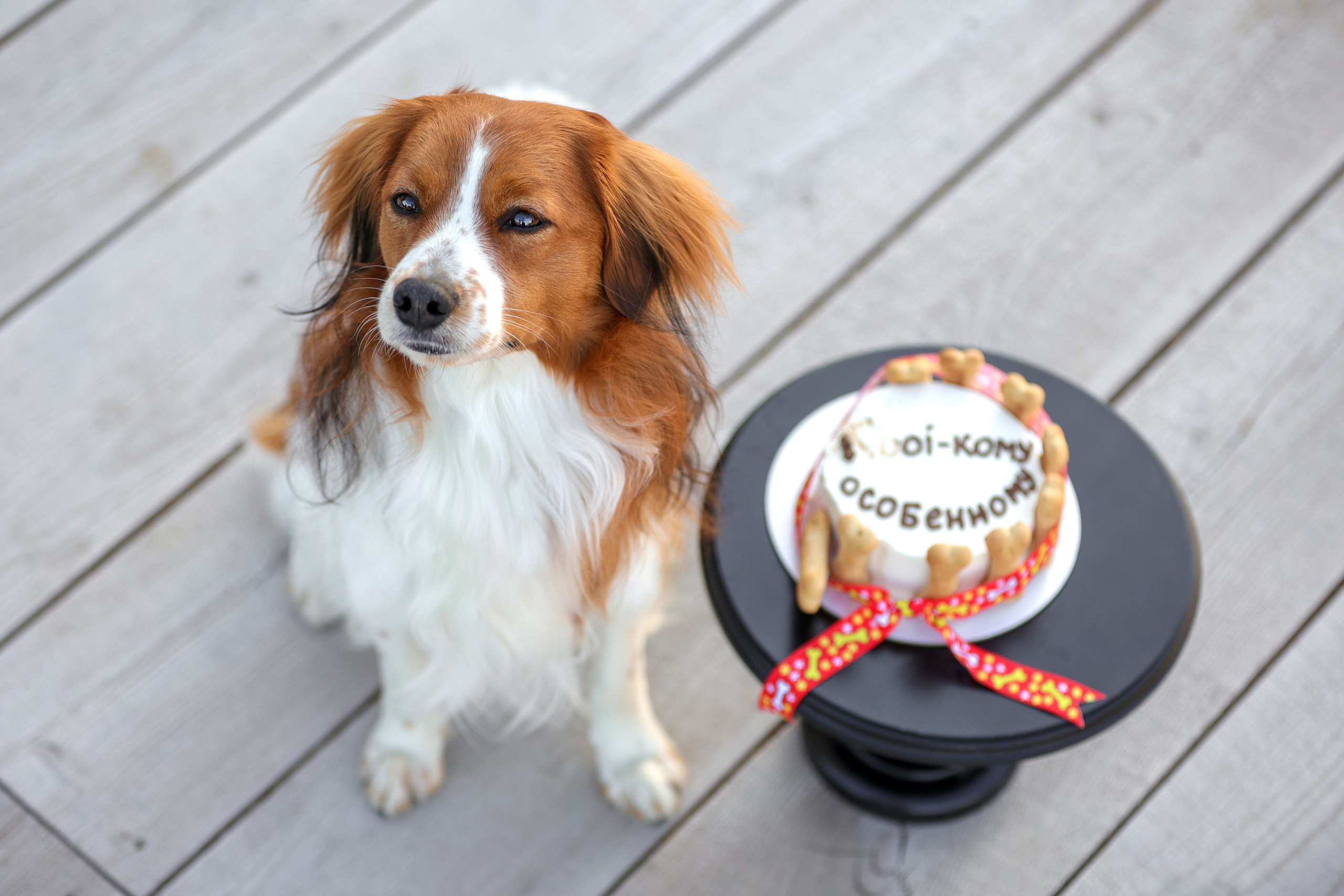 История Наташи Мельница. Семейный фотограф-анималист Ирина Андреева