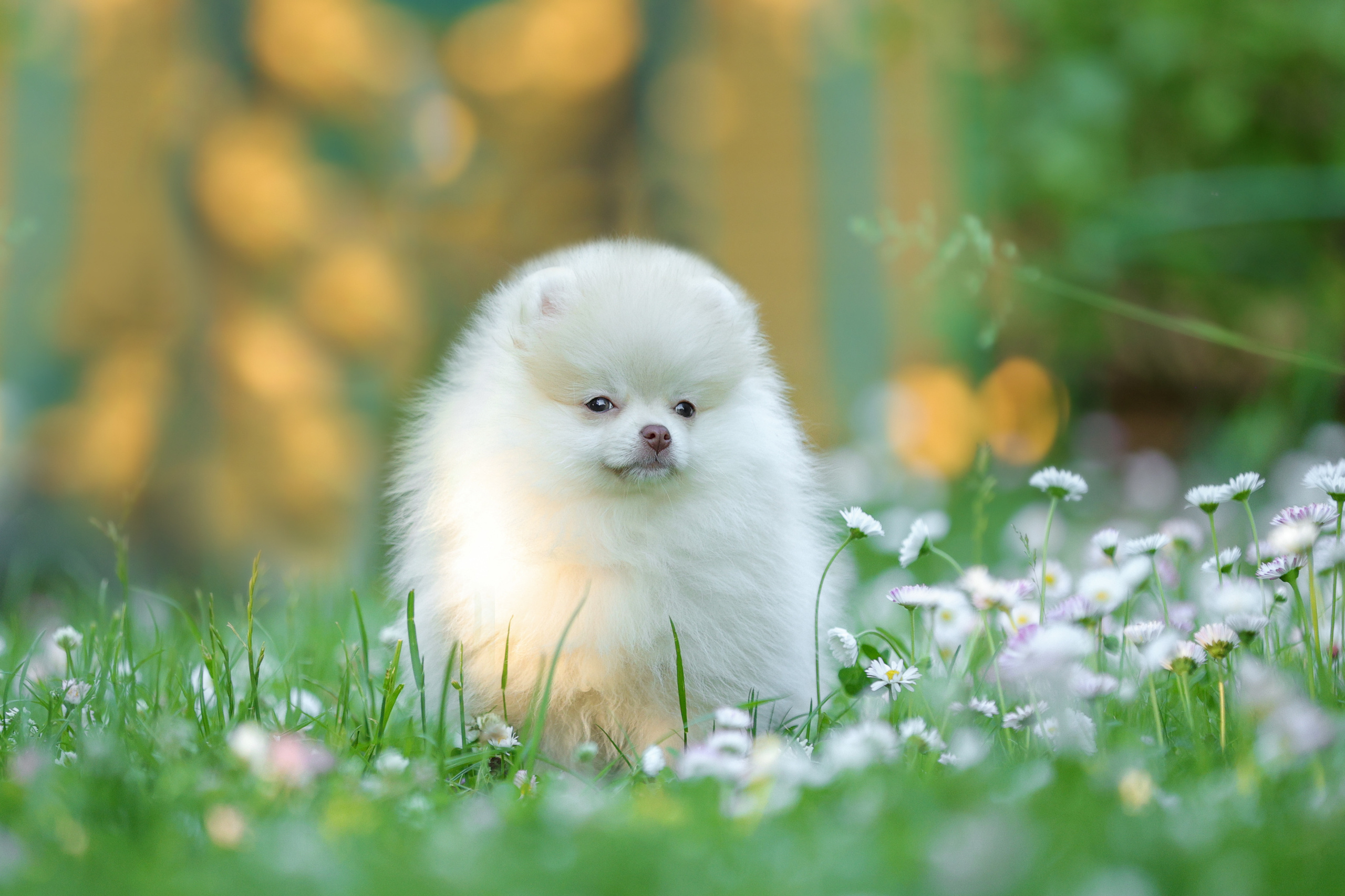 Портретные фотографии. Семейный фотограф-анималист Ирина Андреева