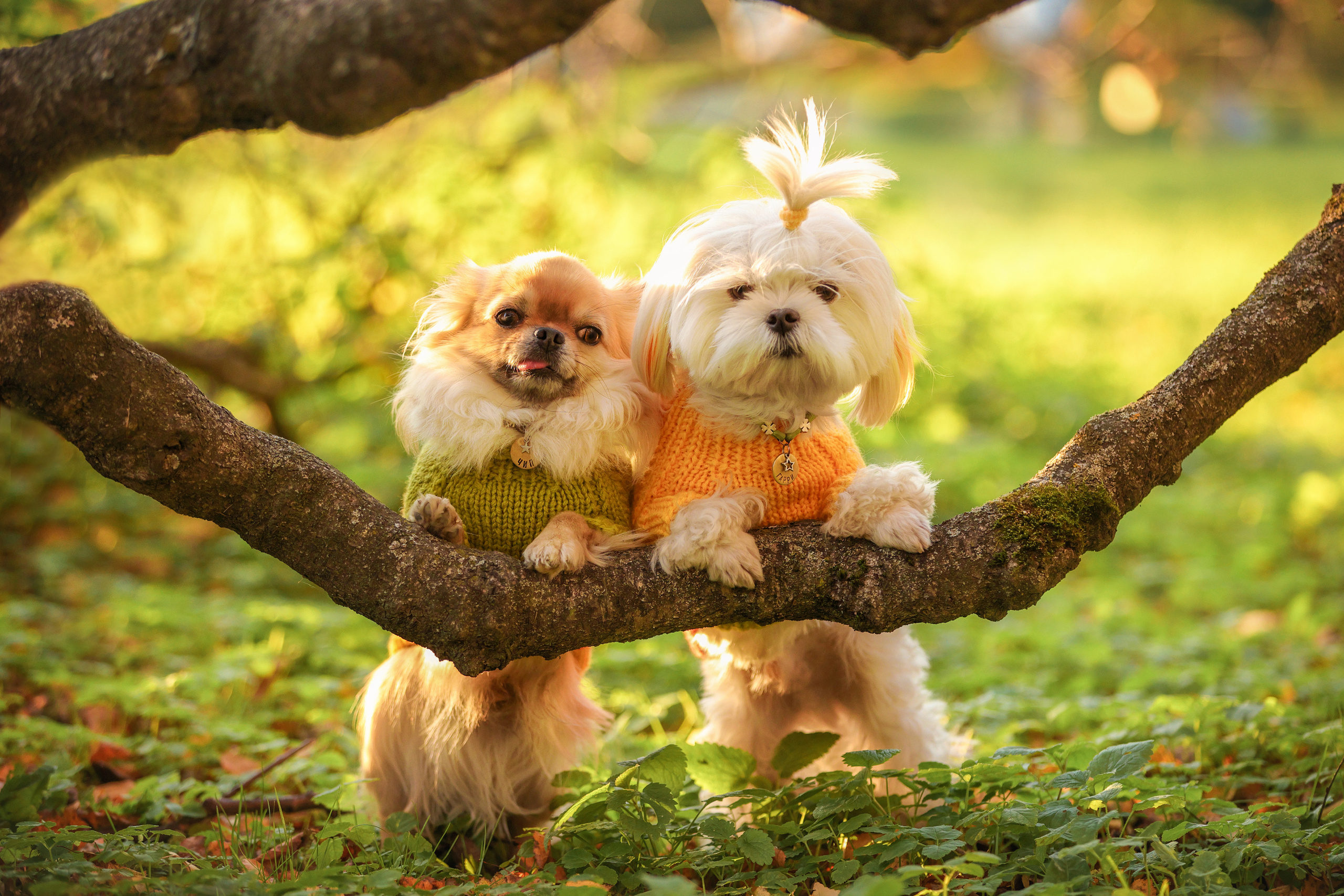 Портретные фотографии. Семейный фотограф-анималист Ирина Андреева