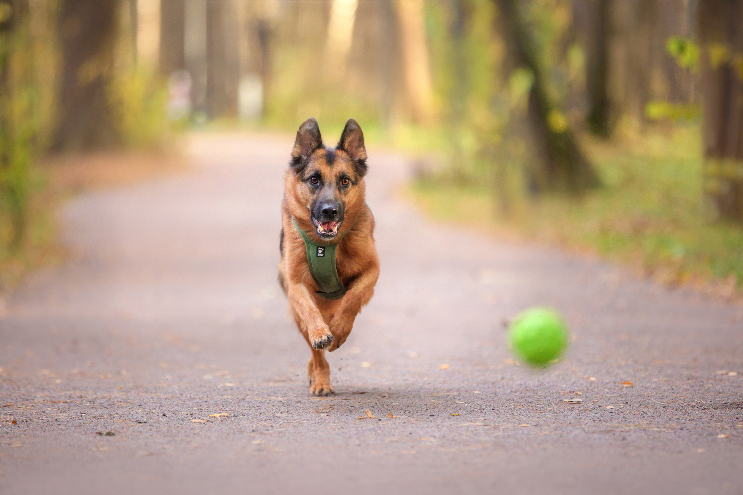 Фотографии в движении. Семейный фотограф-анималист Ирина Андреева