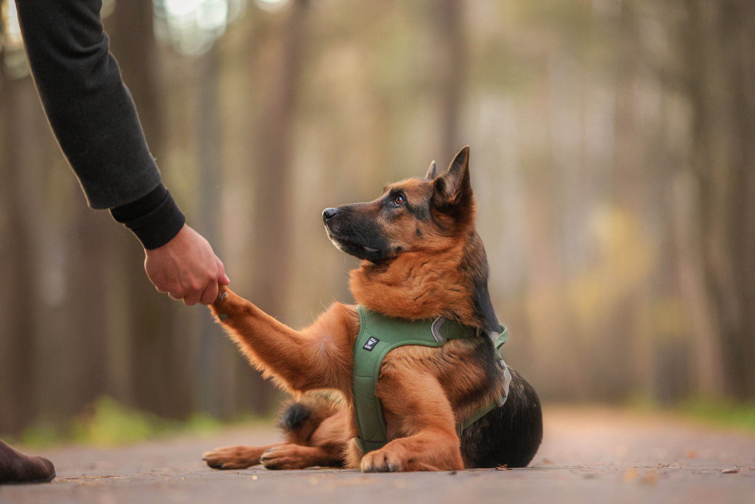 Портретные фотографии. Семейный фотограф-анималист Ирина Андреева